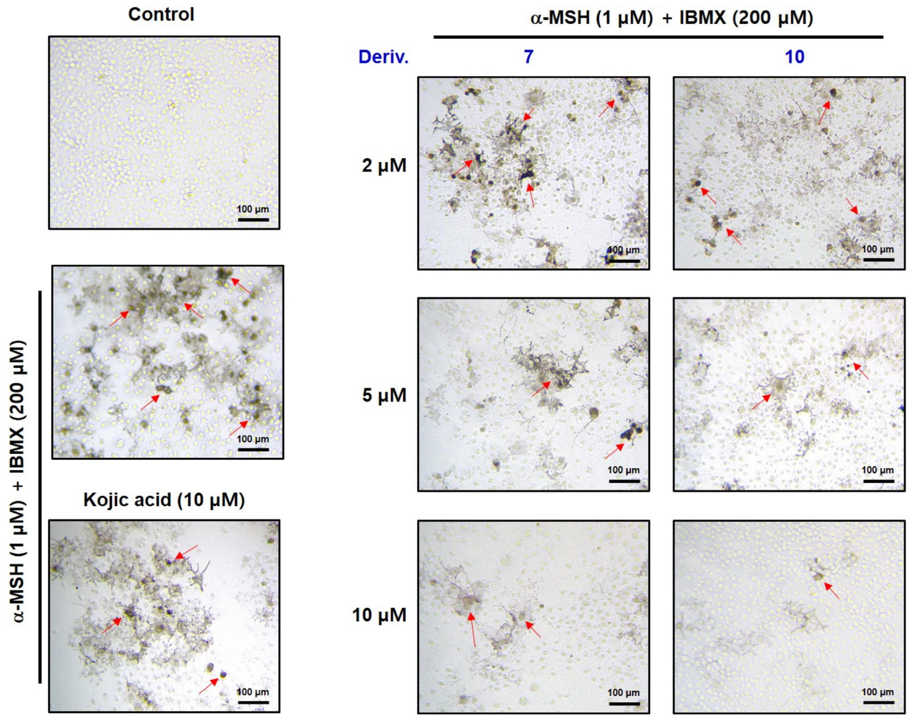 Antioxidants 13 01248 g013
