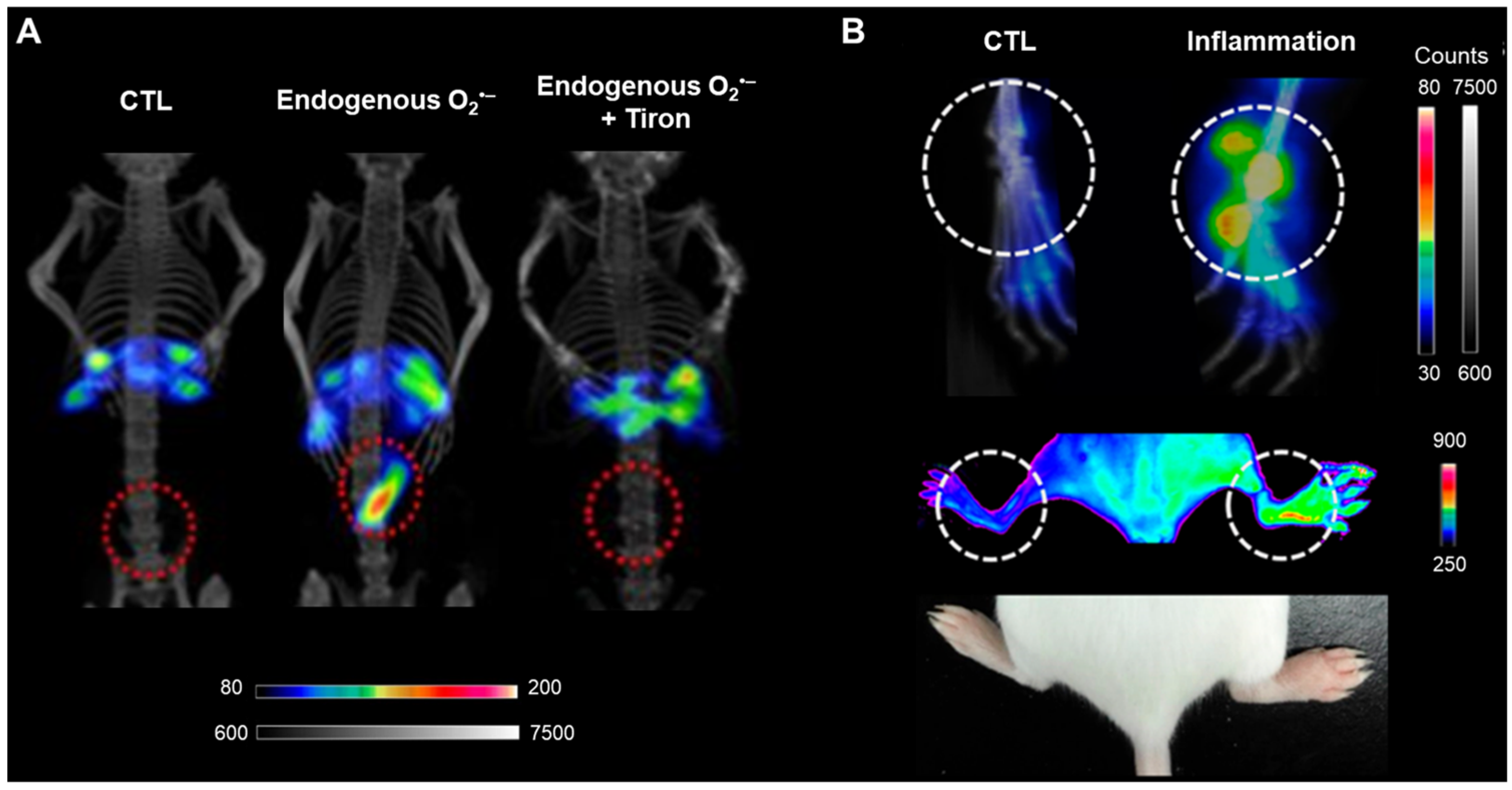 Antioxidants 13 01254 g009