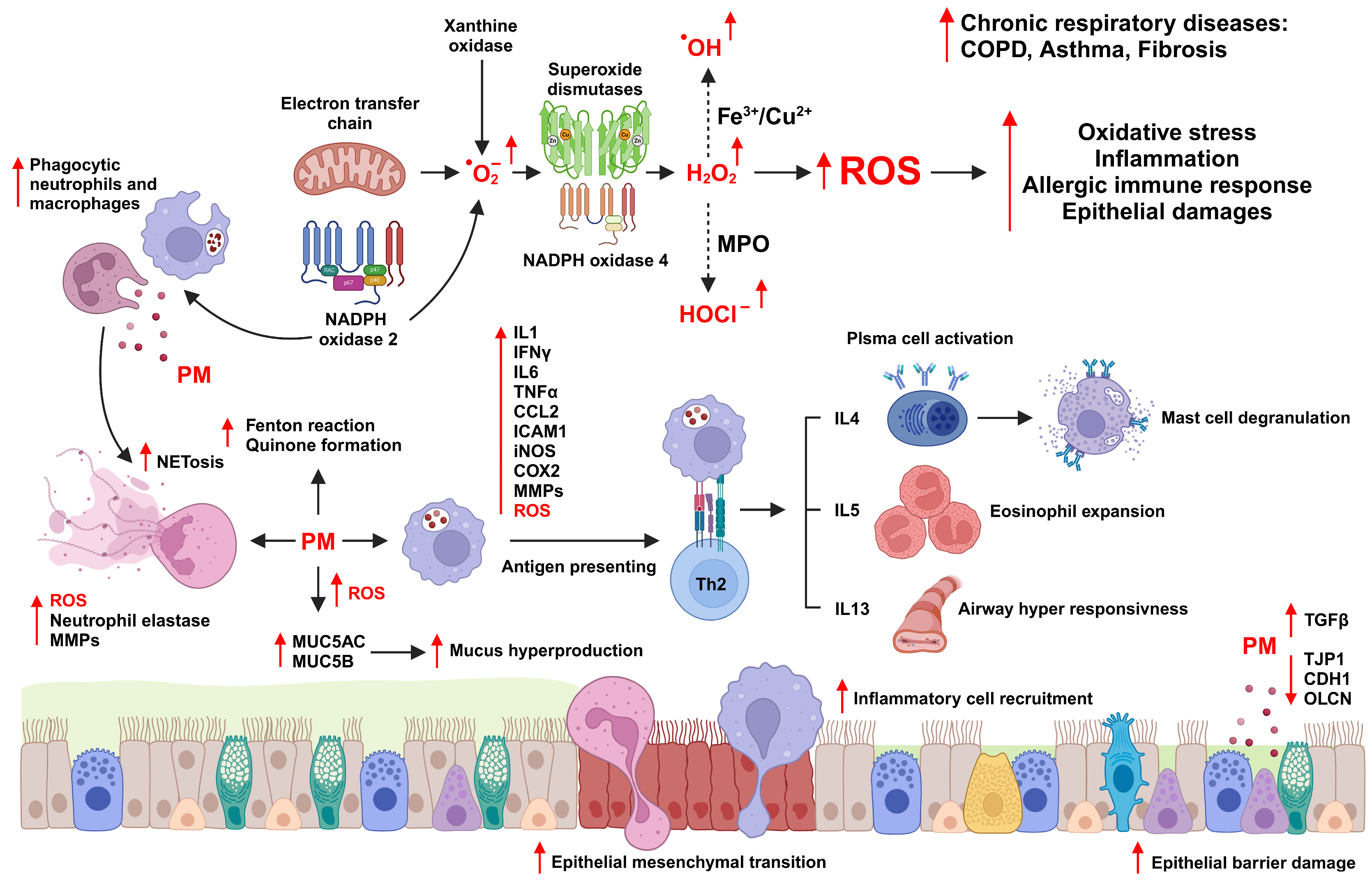 Antioxidants 13 01256 g003