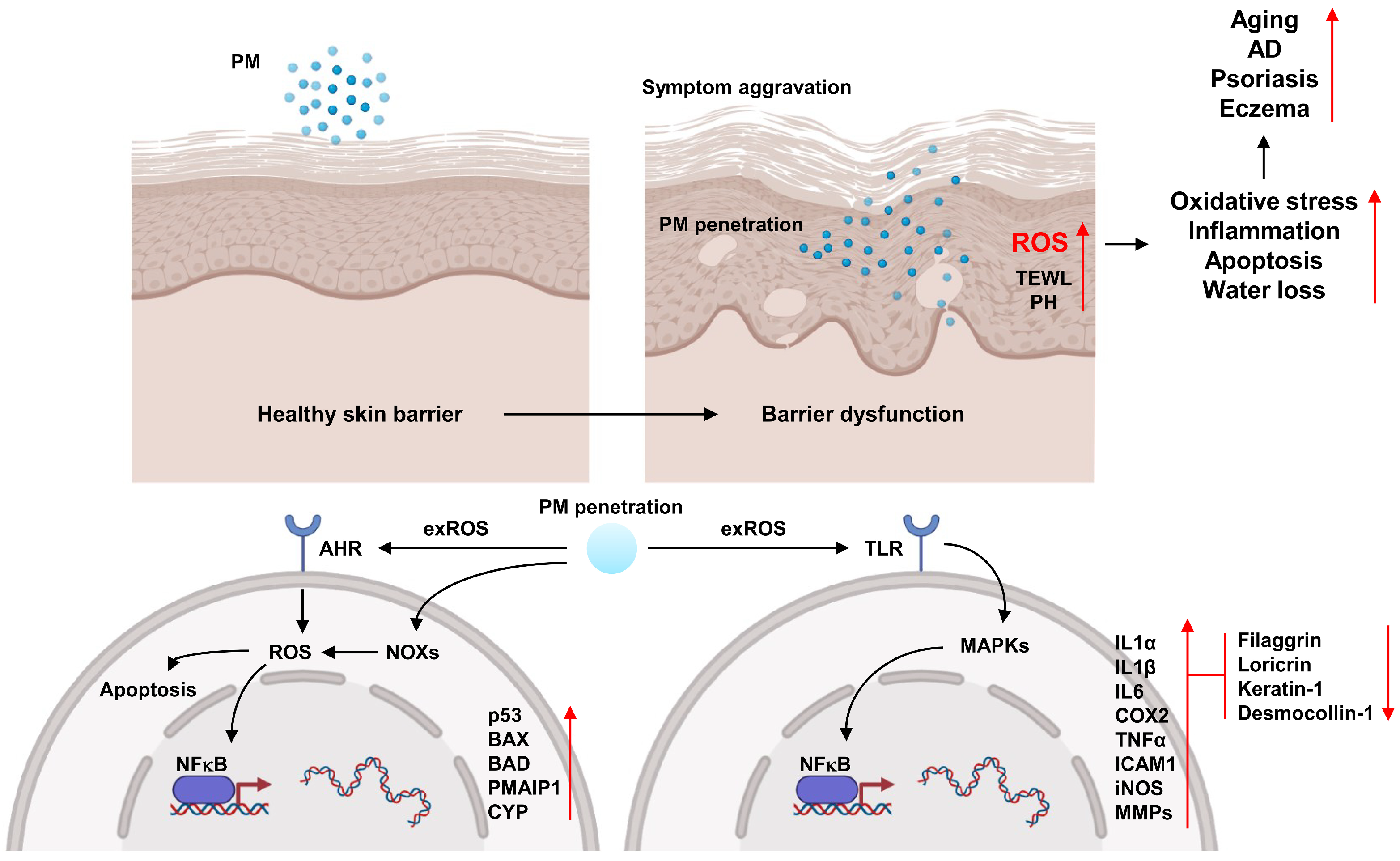 Antioxidants 13 01256 g005