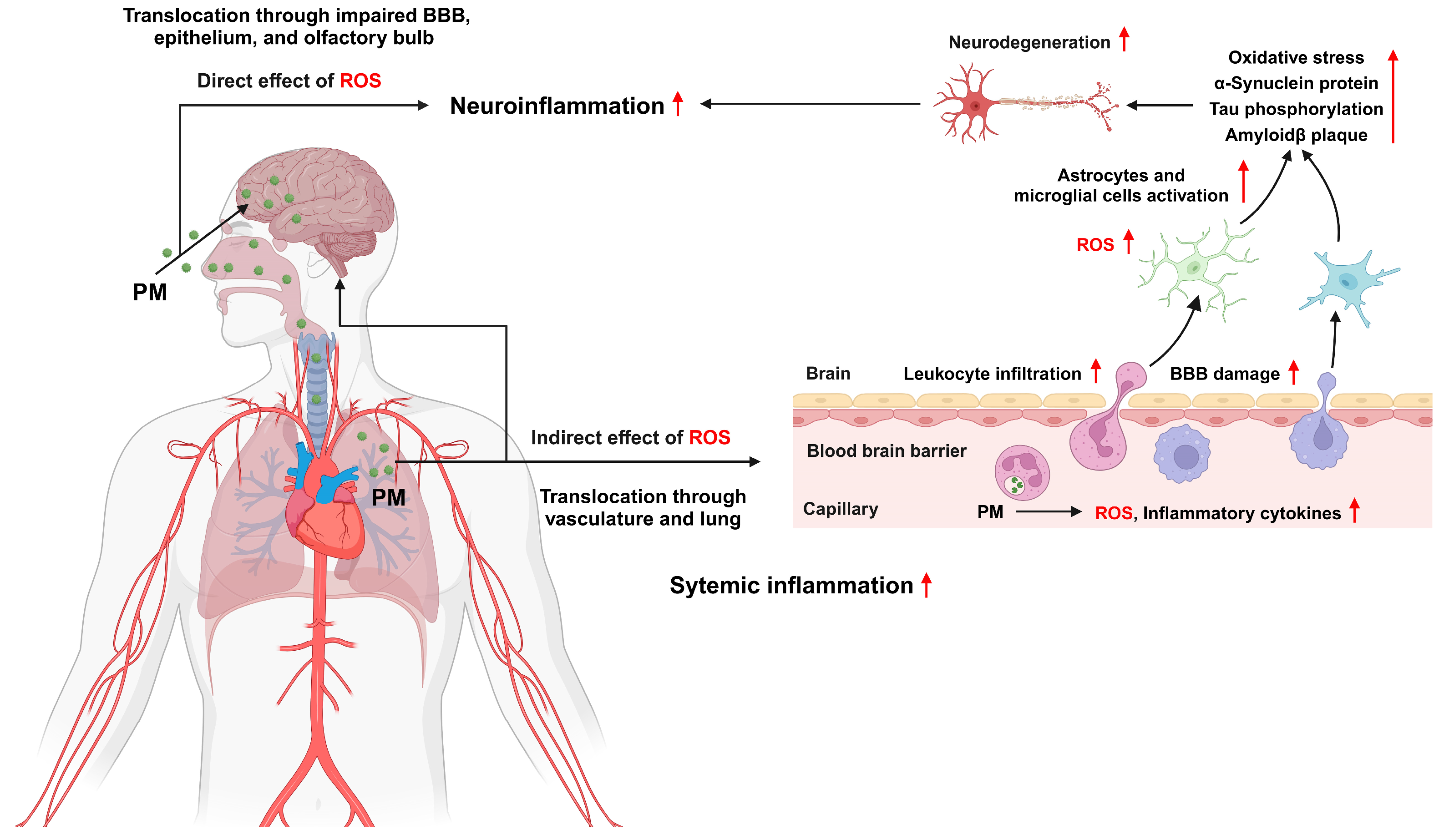 Antioxidants 13 01256 g006
