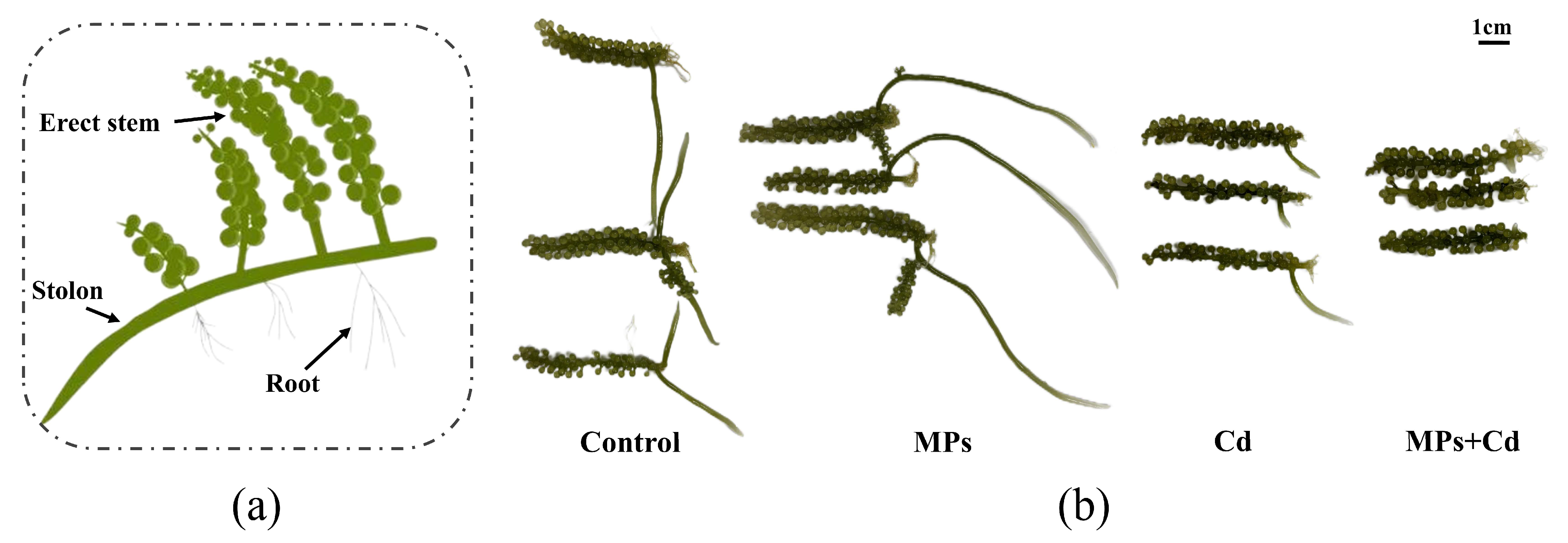 Antioxidants 13 01268 g001