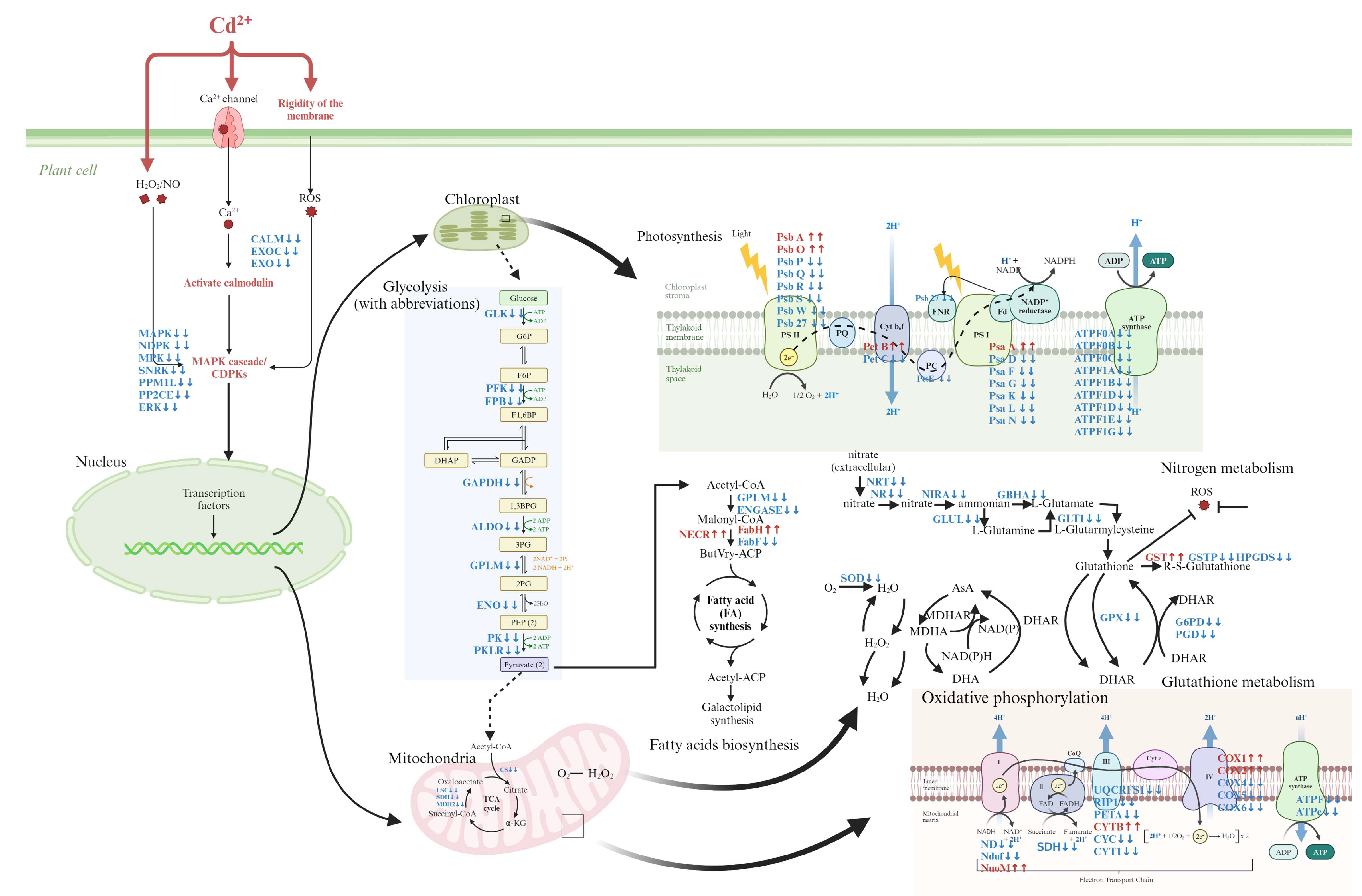Antioxidants 13 01268 g005
