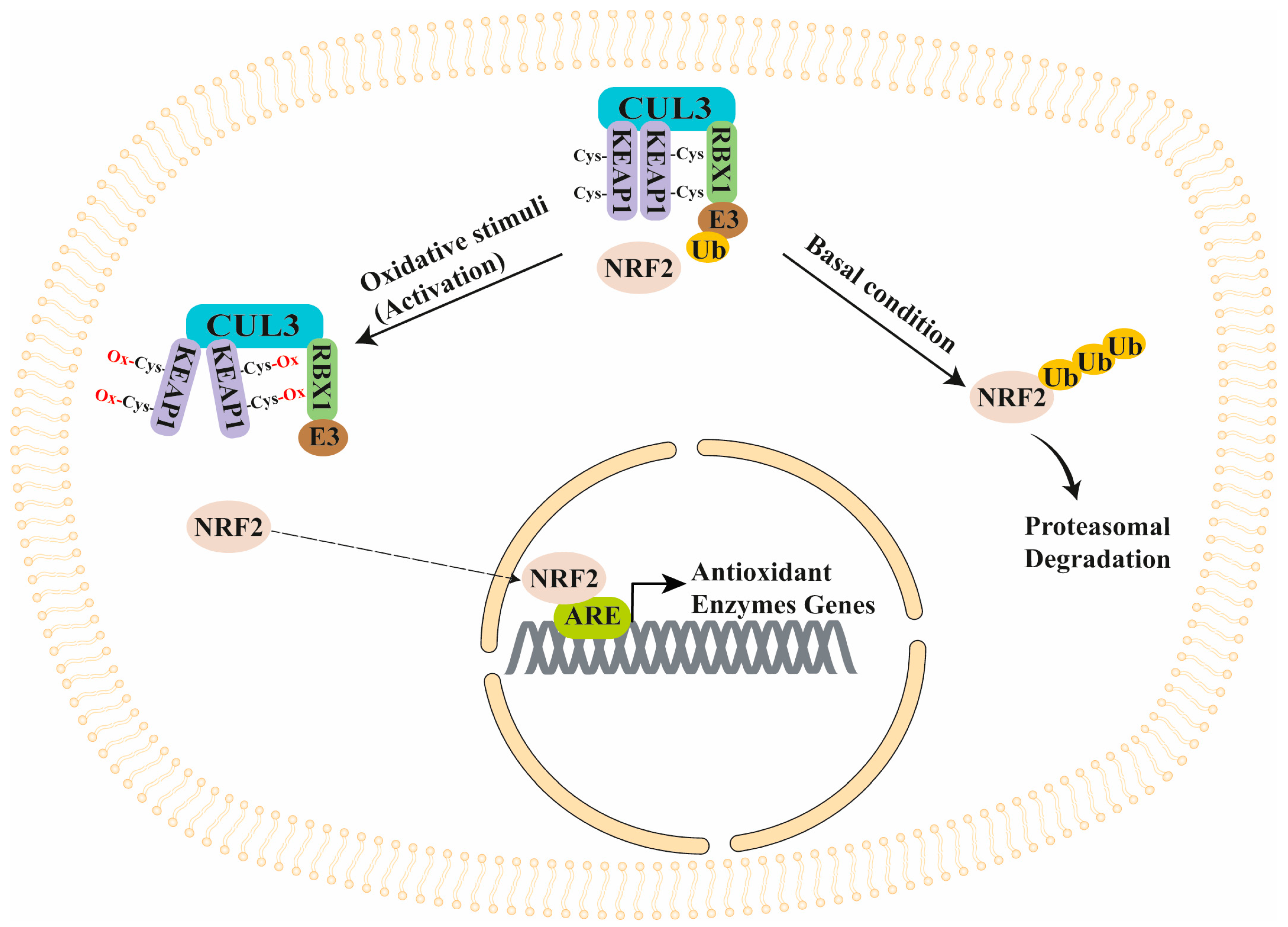 Antioxidants 13 01270 g002