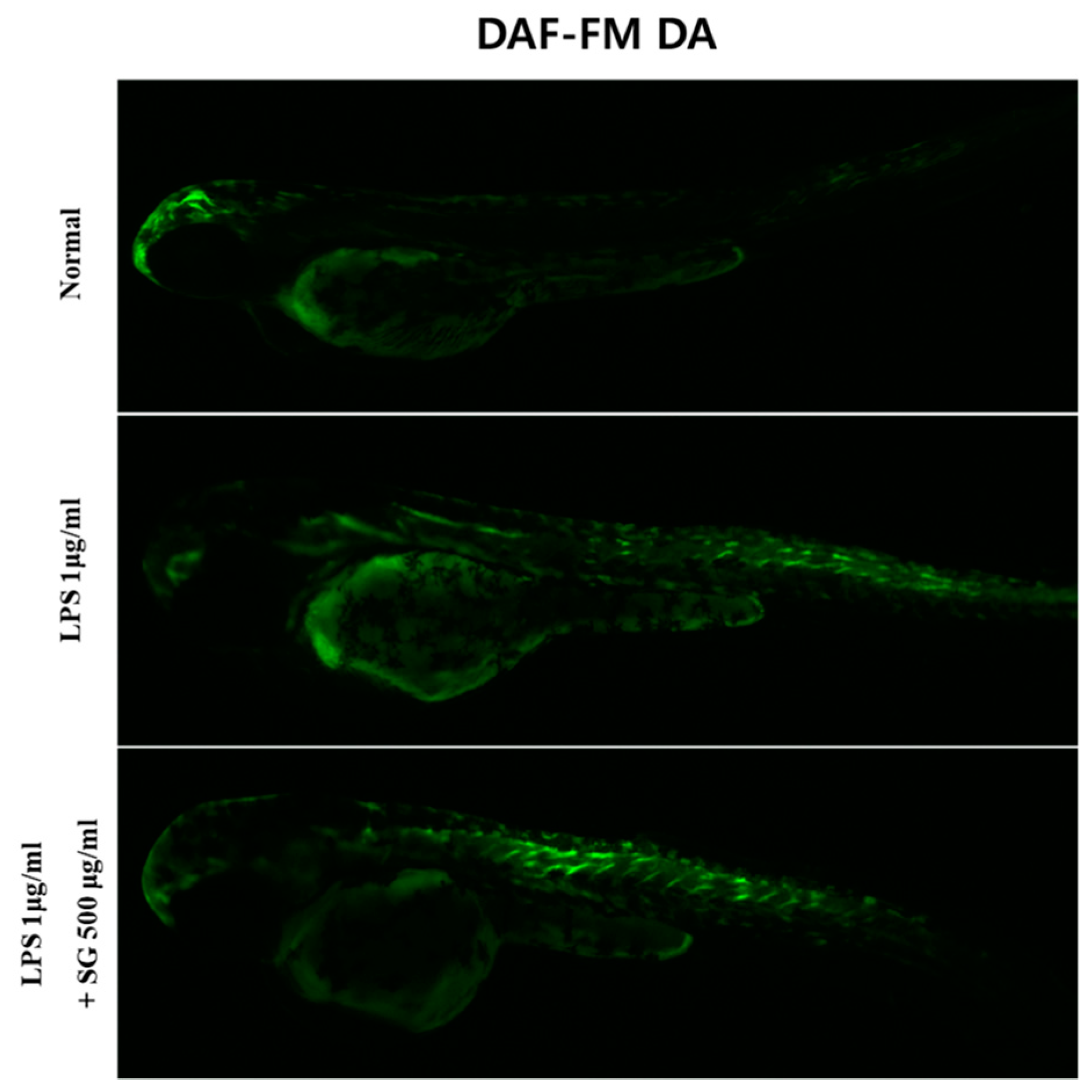 Antioxidants 13 01271 g007