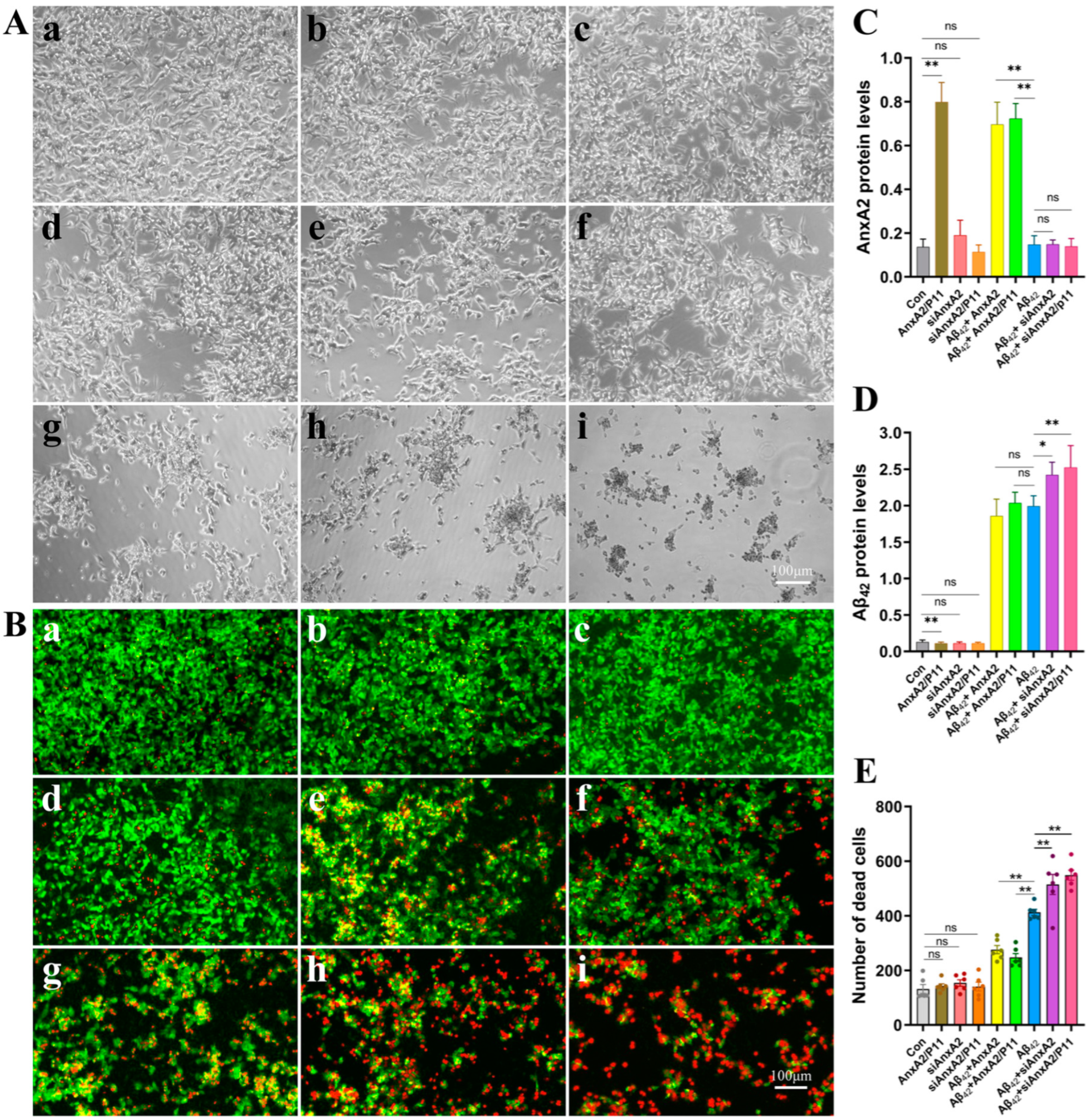 Antioxidants 13 01274 g004
