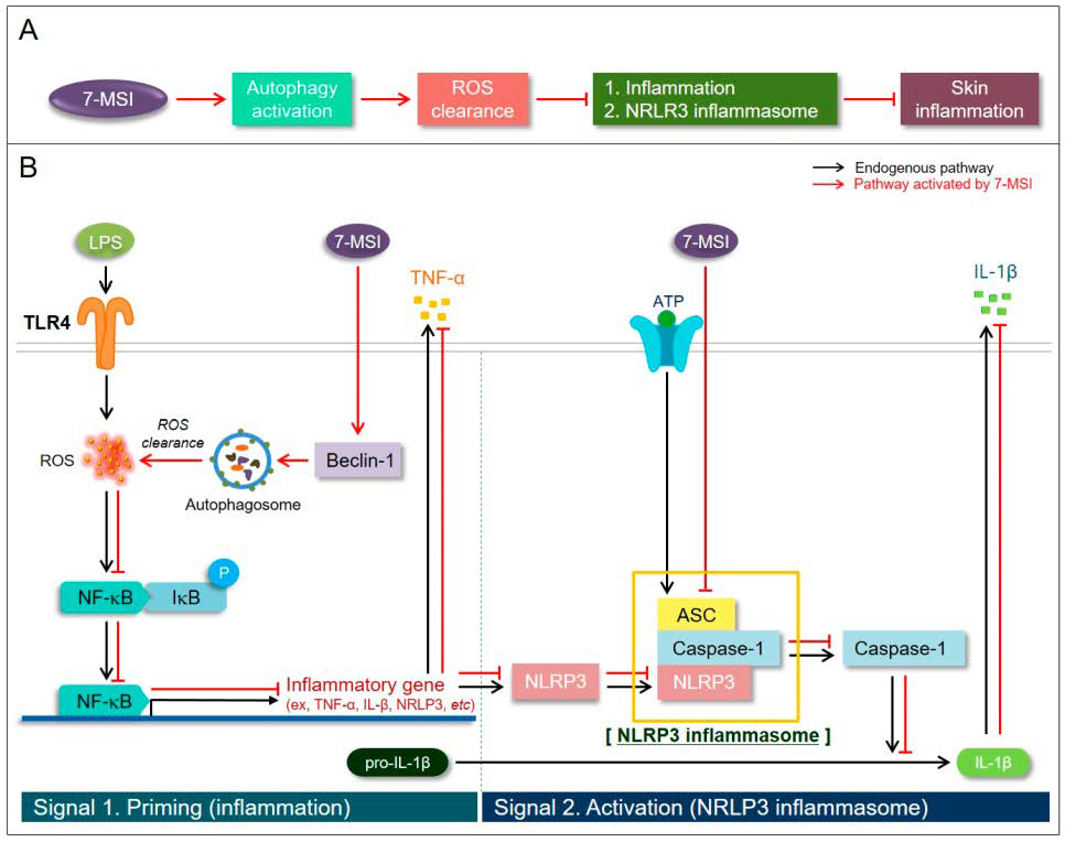 Antioxidants 13 01282 g007