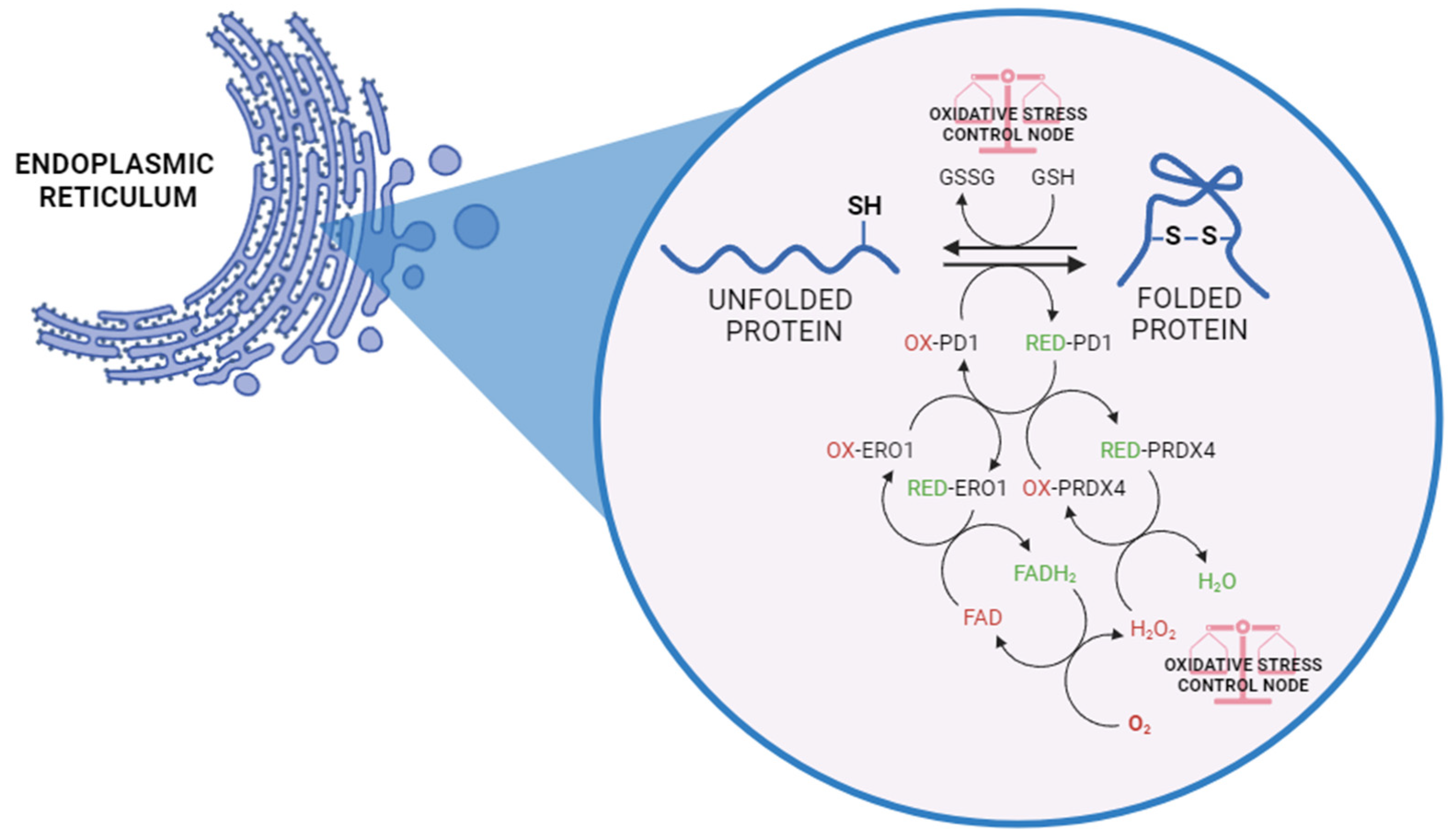 Antioxidants 13 01284 g001