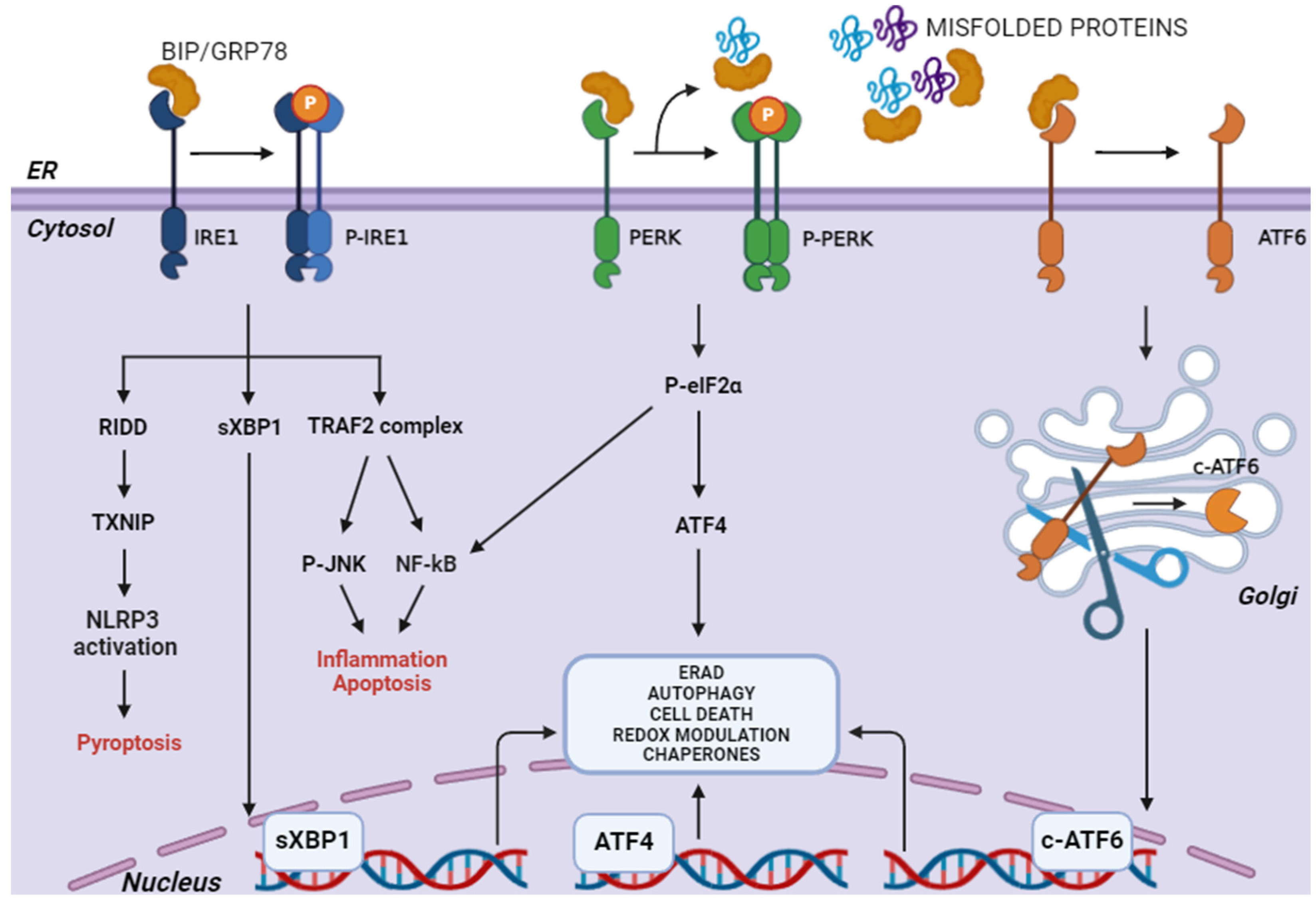 Antioxidants 13 01284 g002