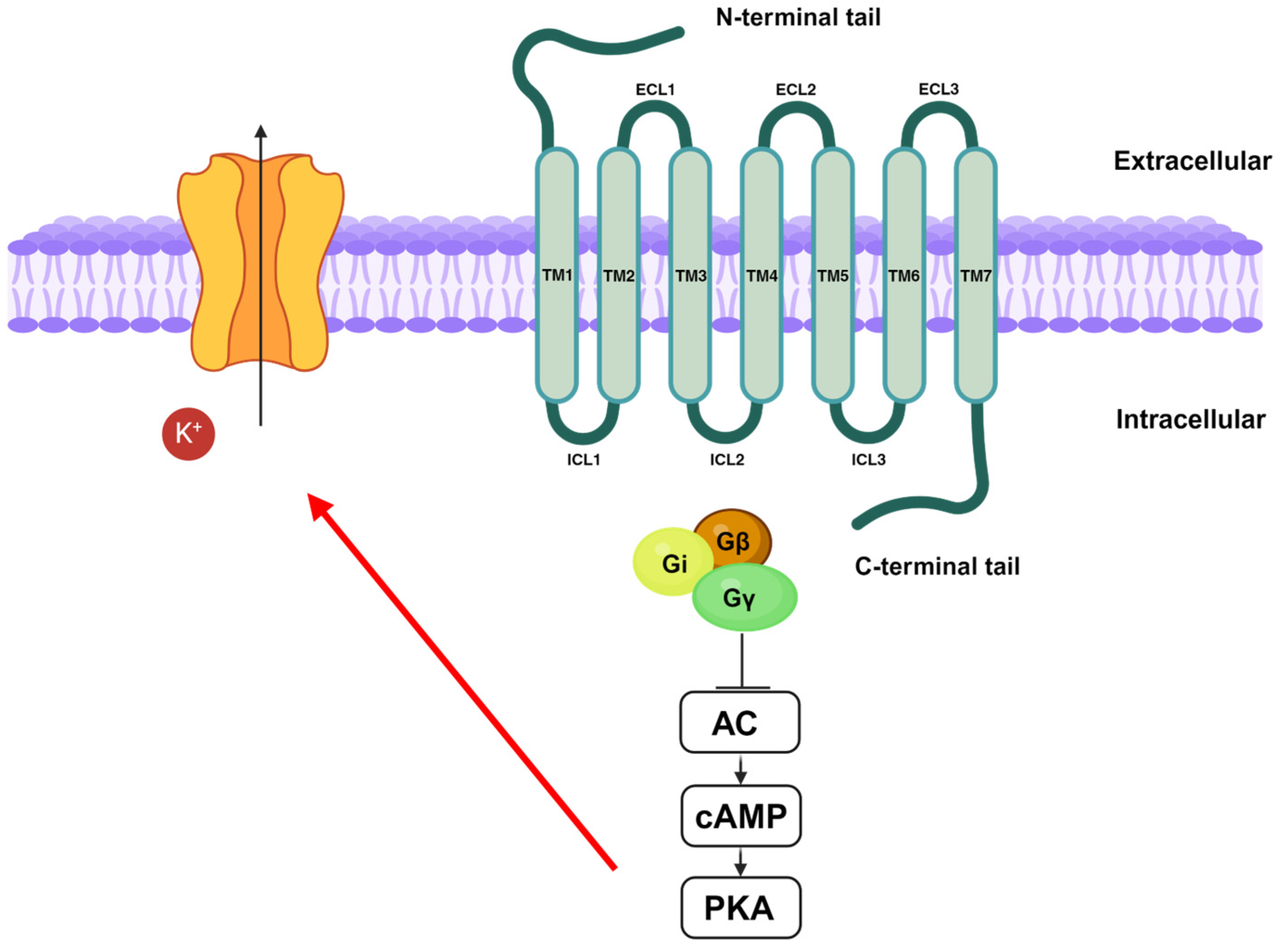 Antioxidants 13 01284 g003