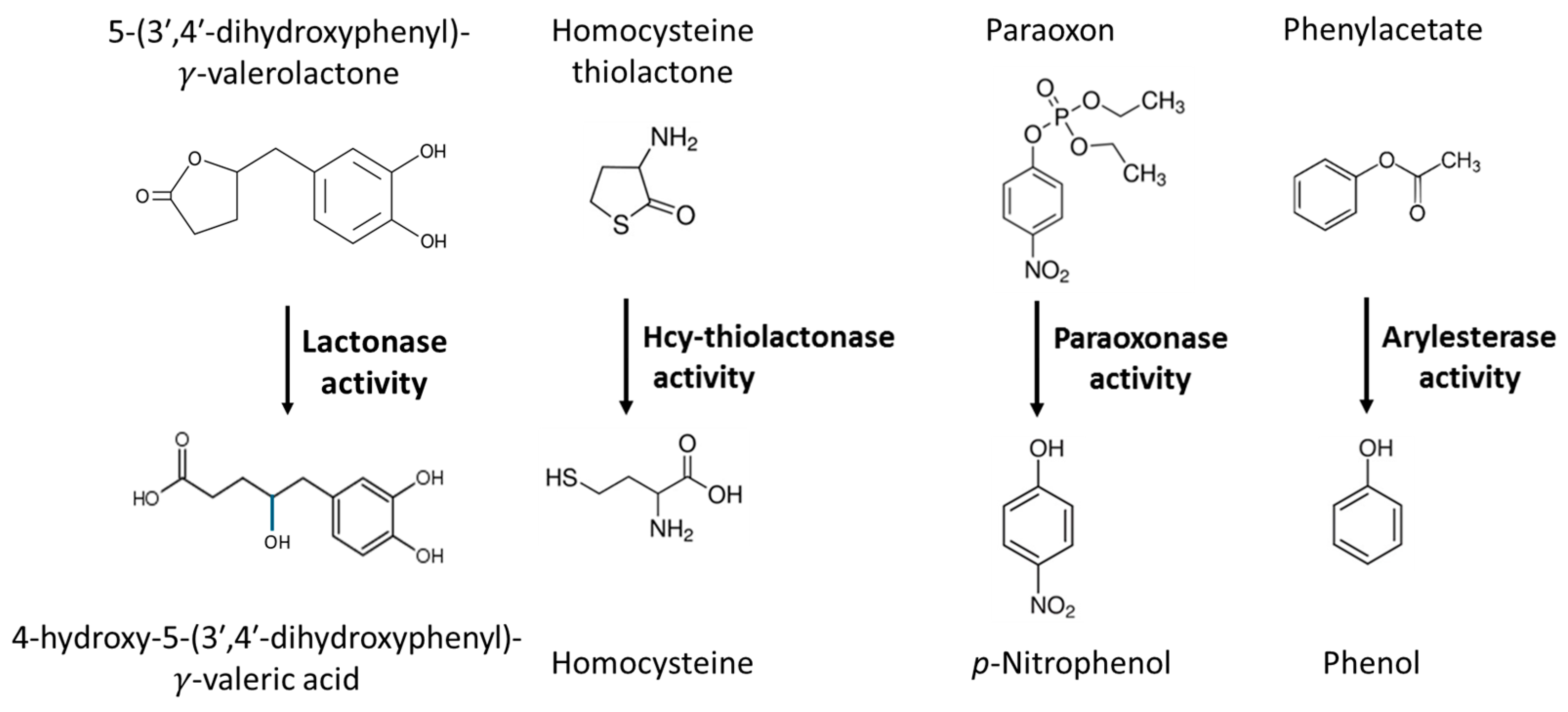 Antioxidants 13 01292 g001