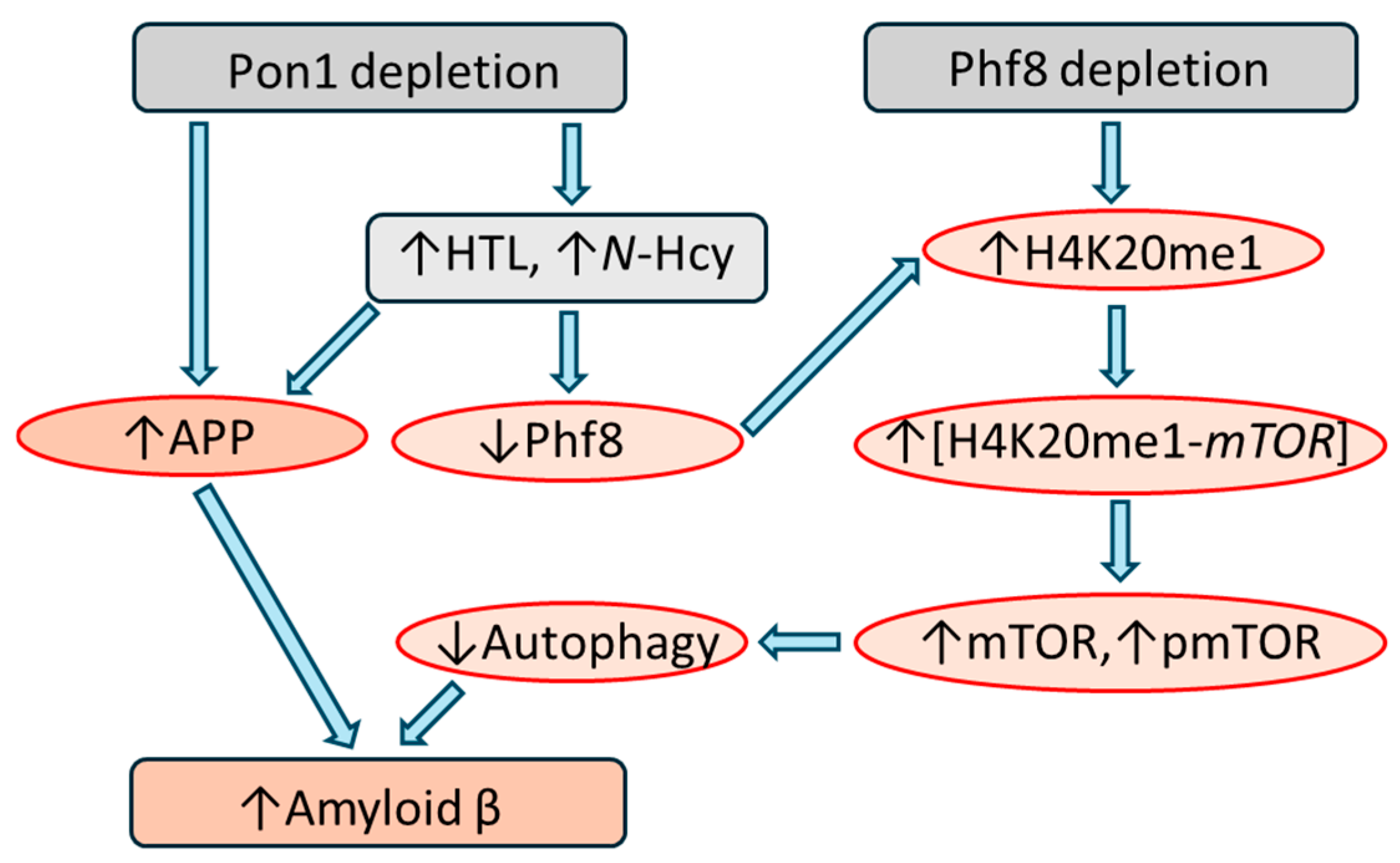 Antioxidants 13 01292 g005