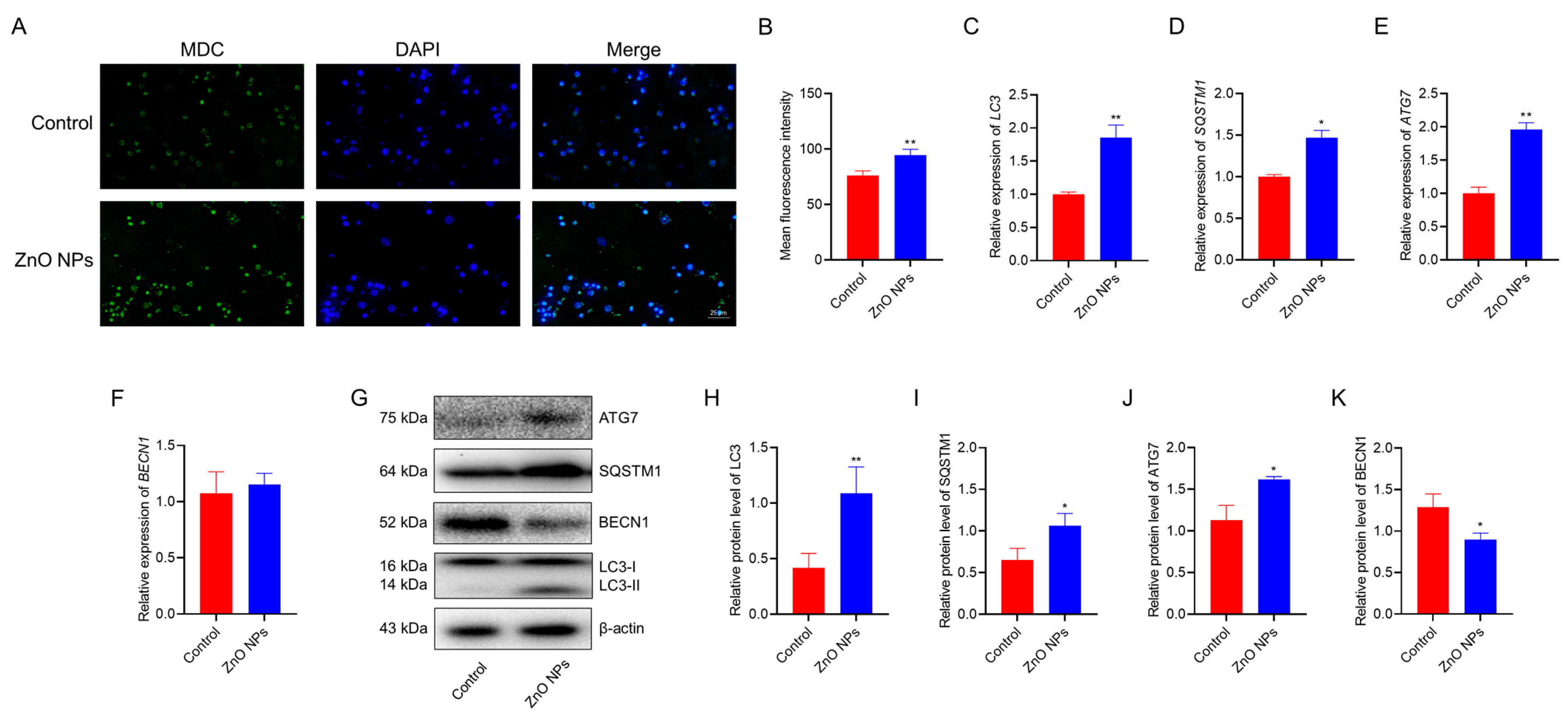 Antioxidants 13 01295 g005