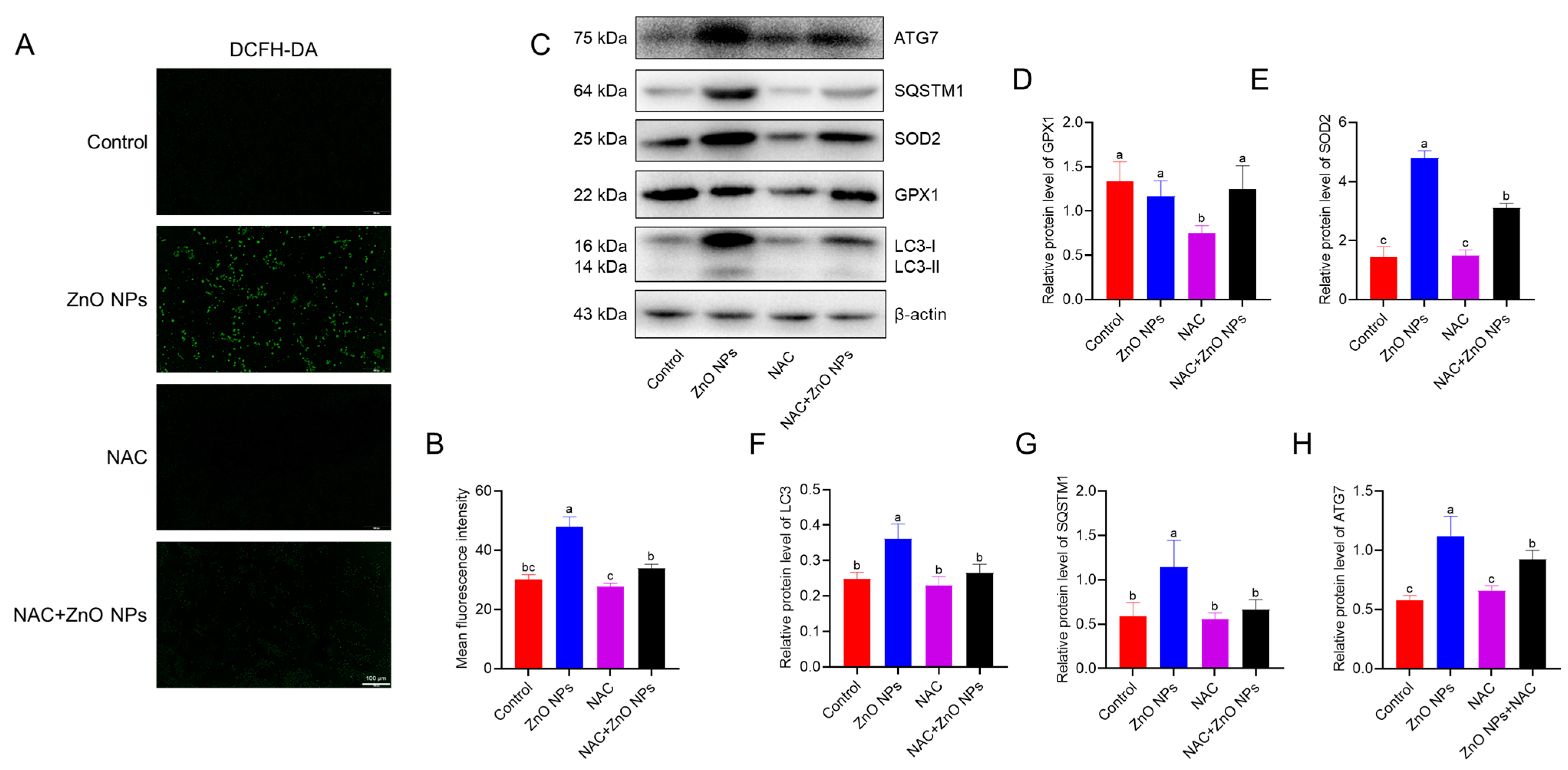 Antioxidants 13 01295 g006