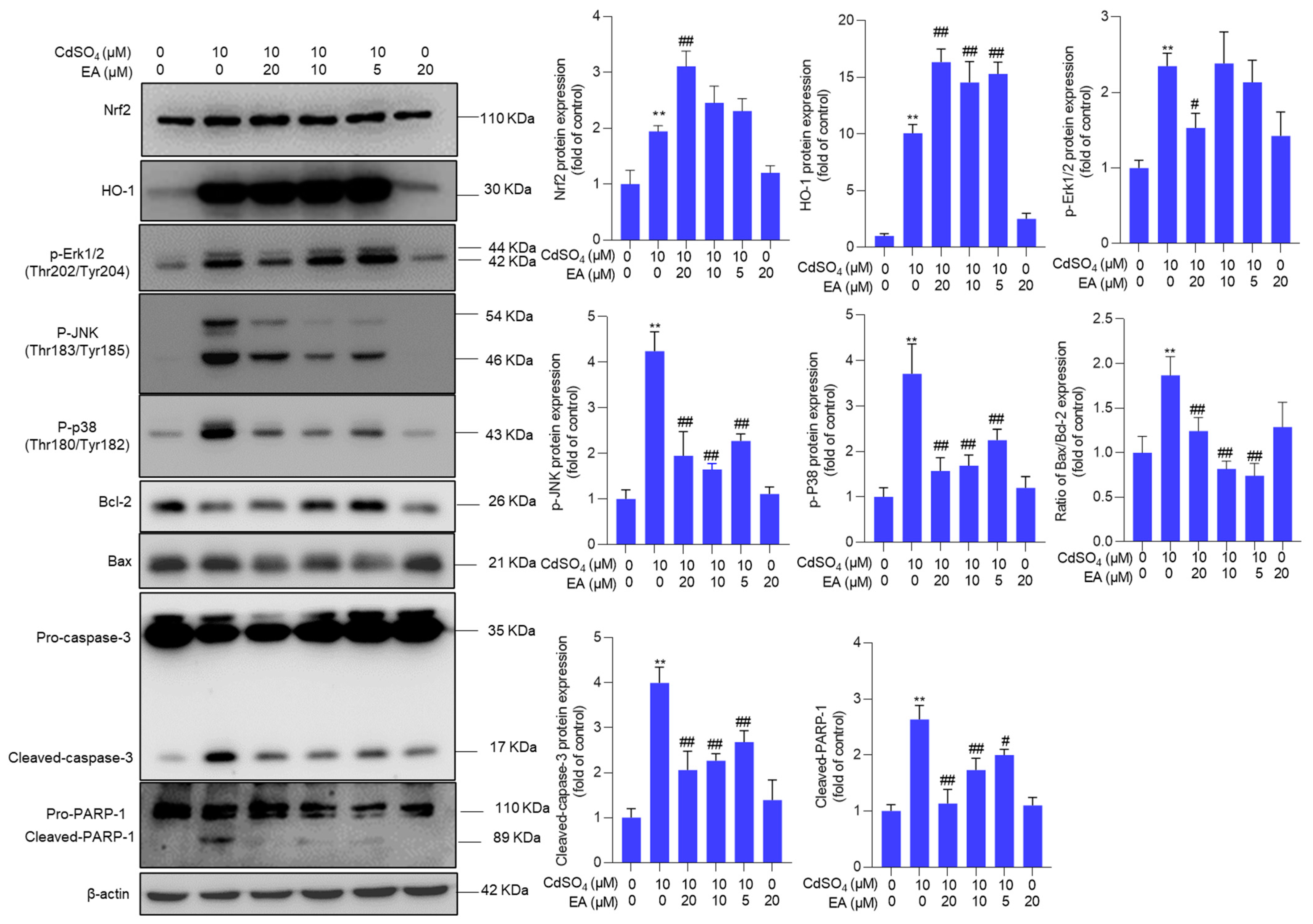 Antioxidants 13 01296 g006
