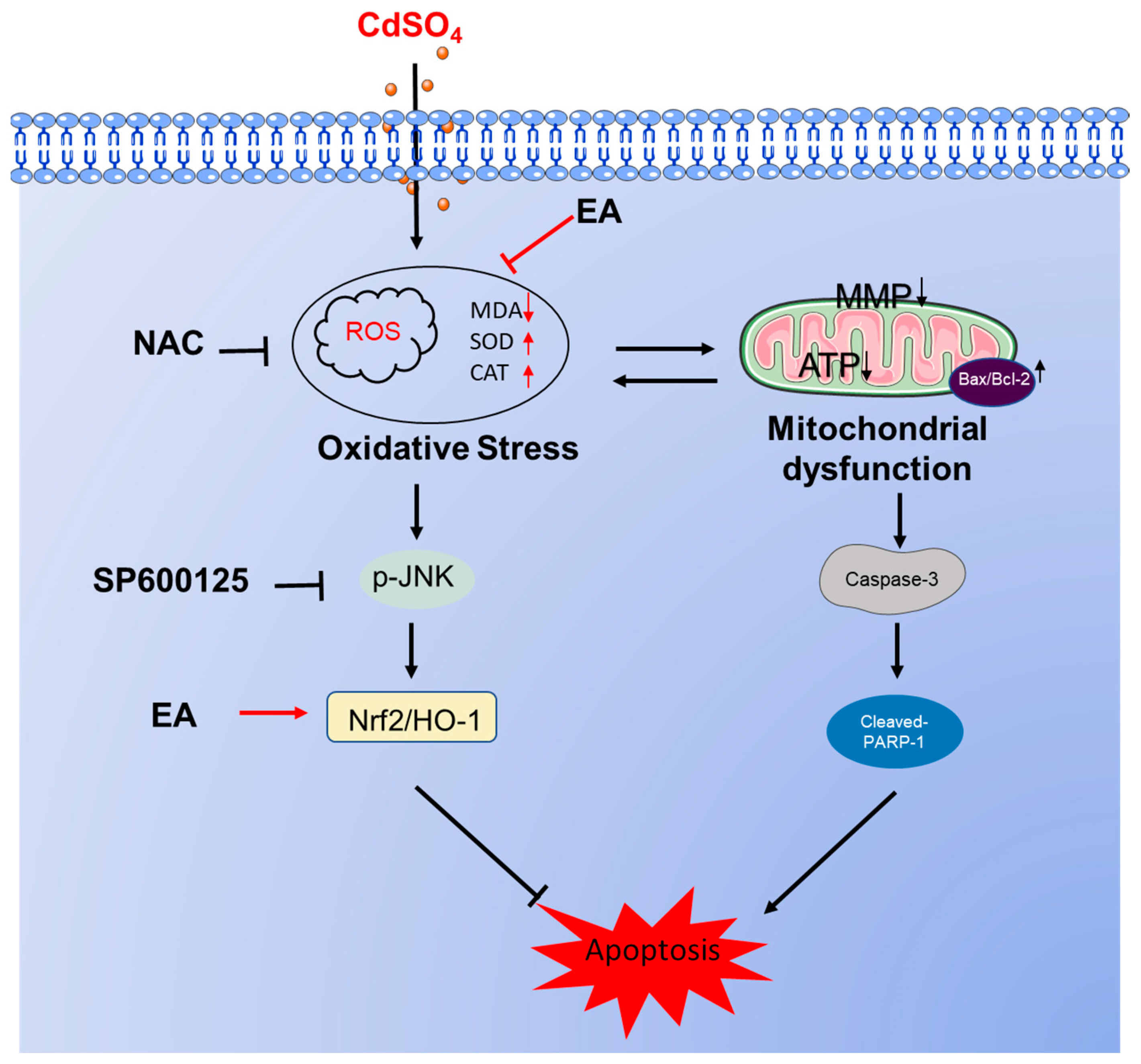 Antioxidants 13 01296 g008