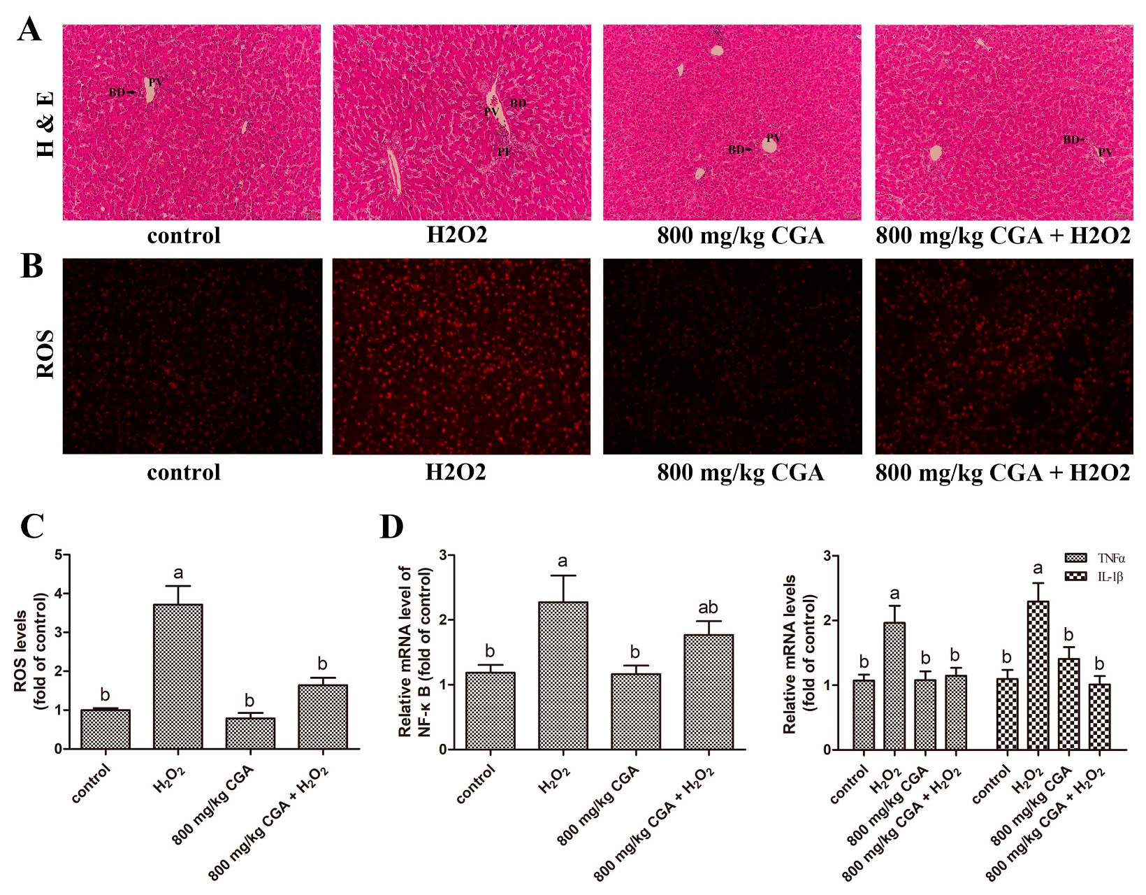 Antioxidants 13 01303 g004