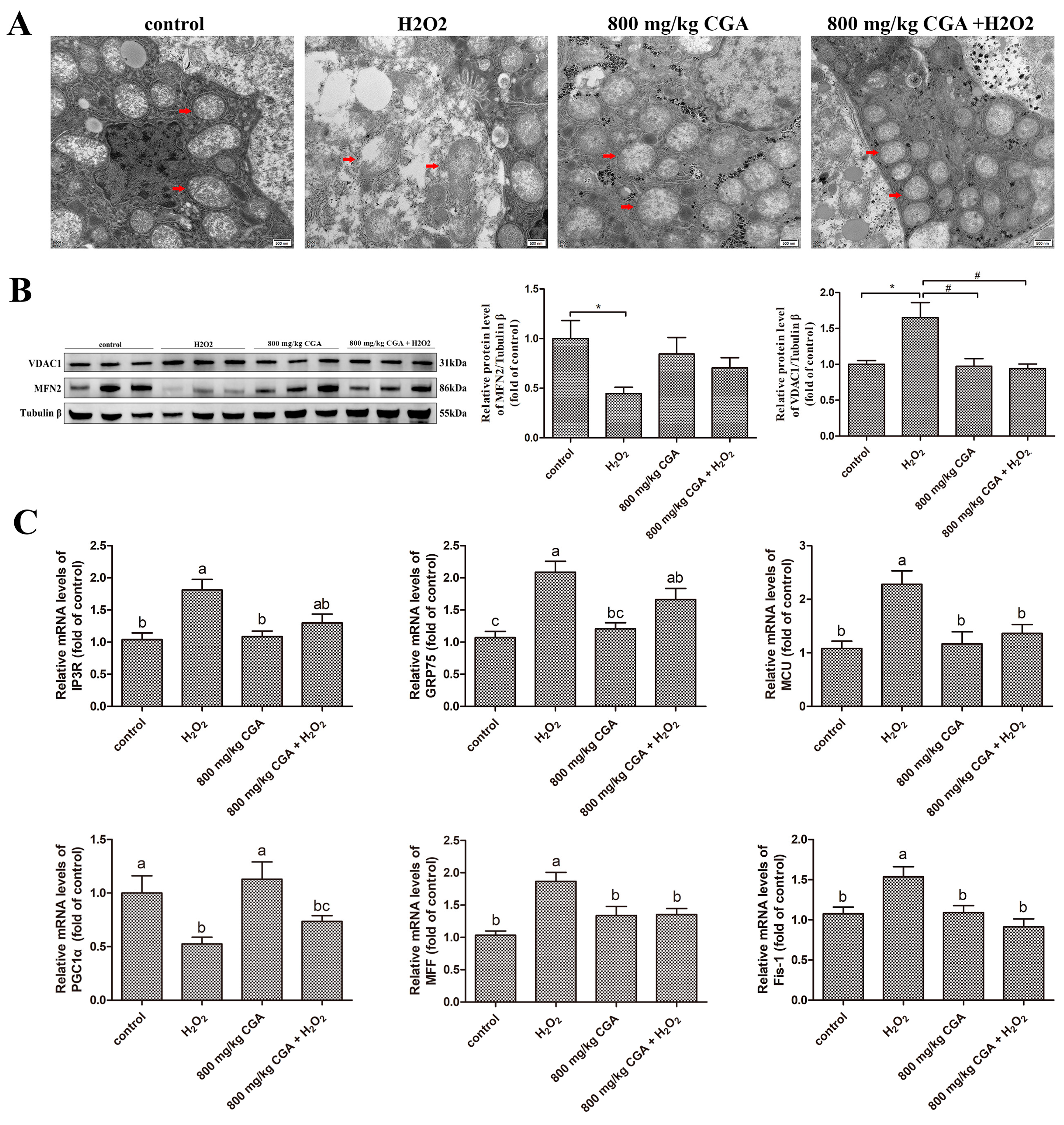 Antioxidants 13 01303 g005