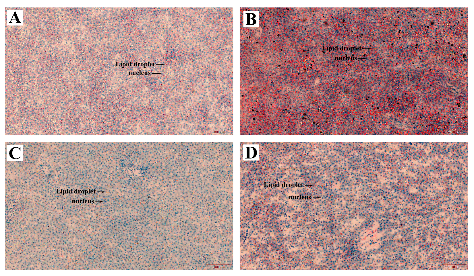 Antioxidants 13 01303 g006