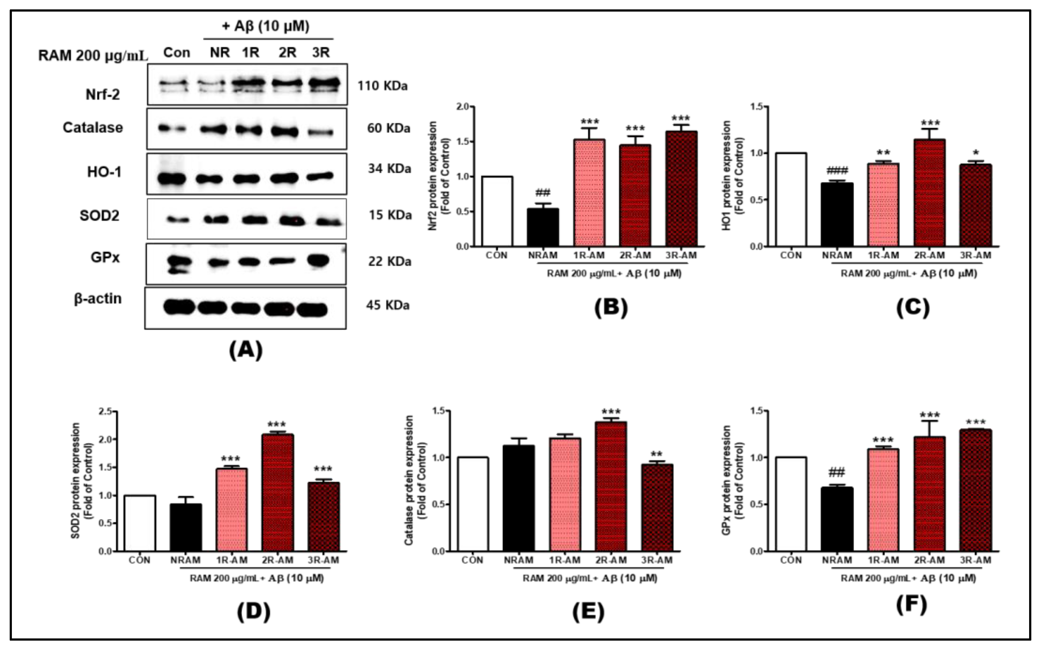 Antioxidants 13 01311 g005