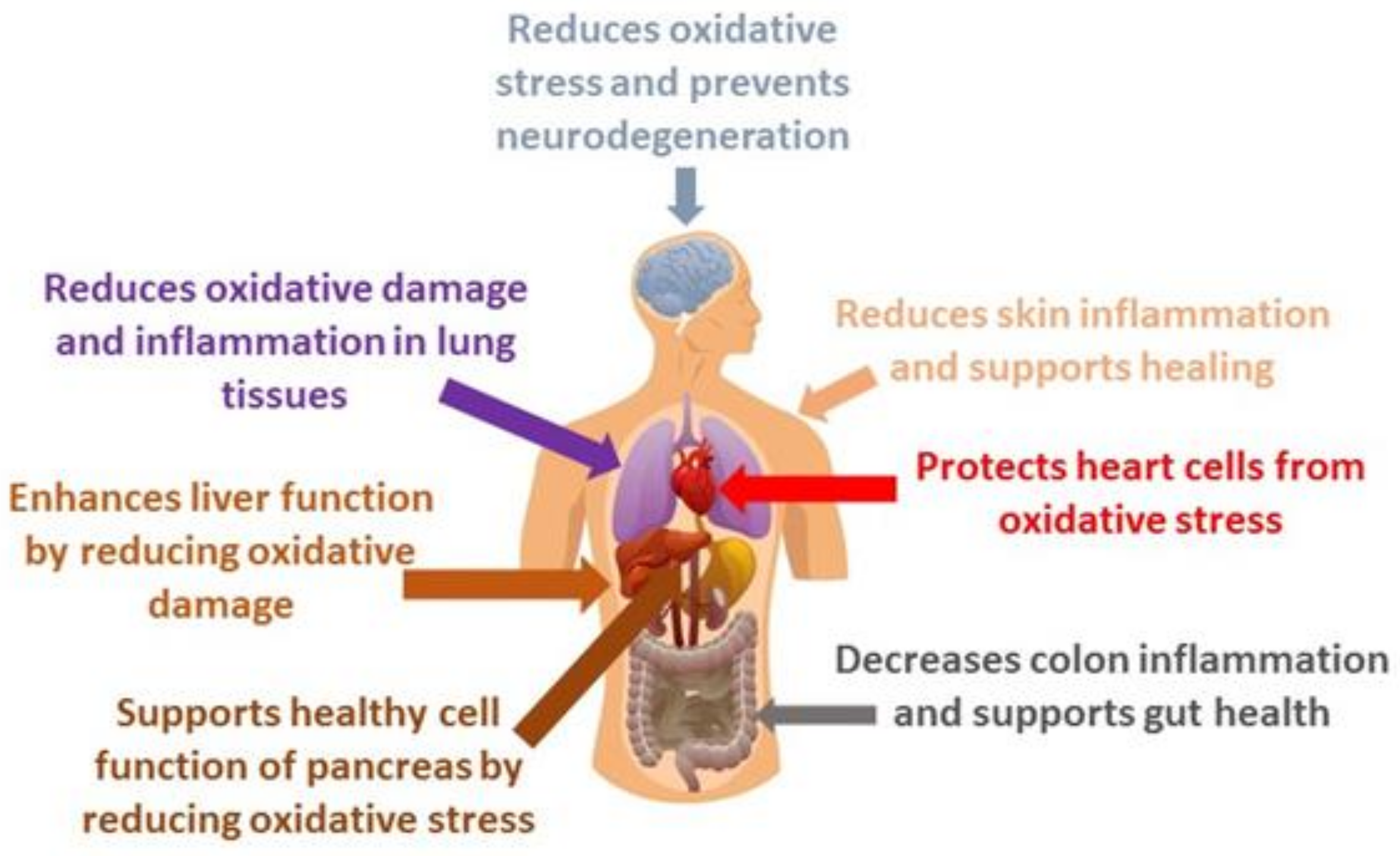 Antioxidants 13 01313 g002