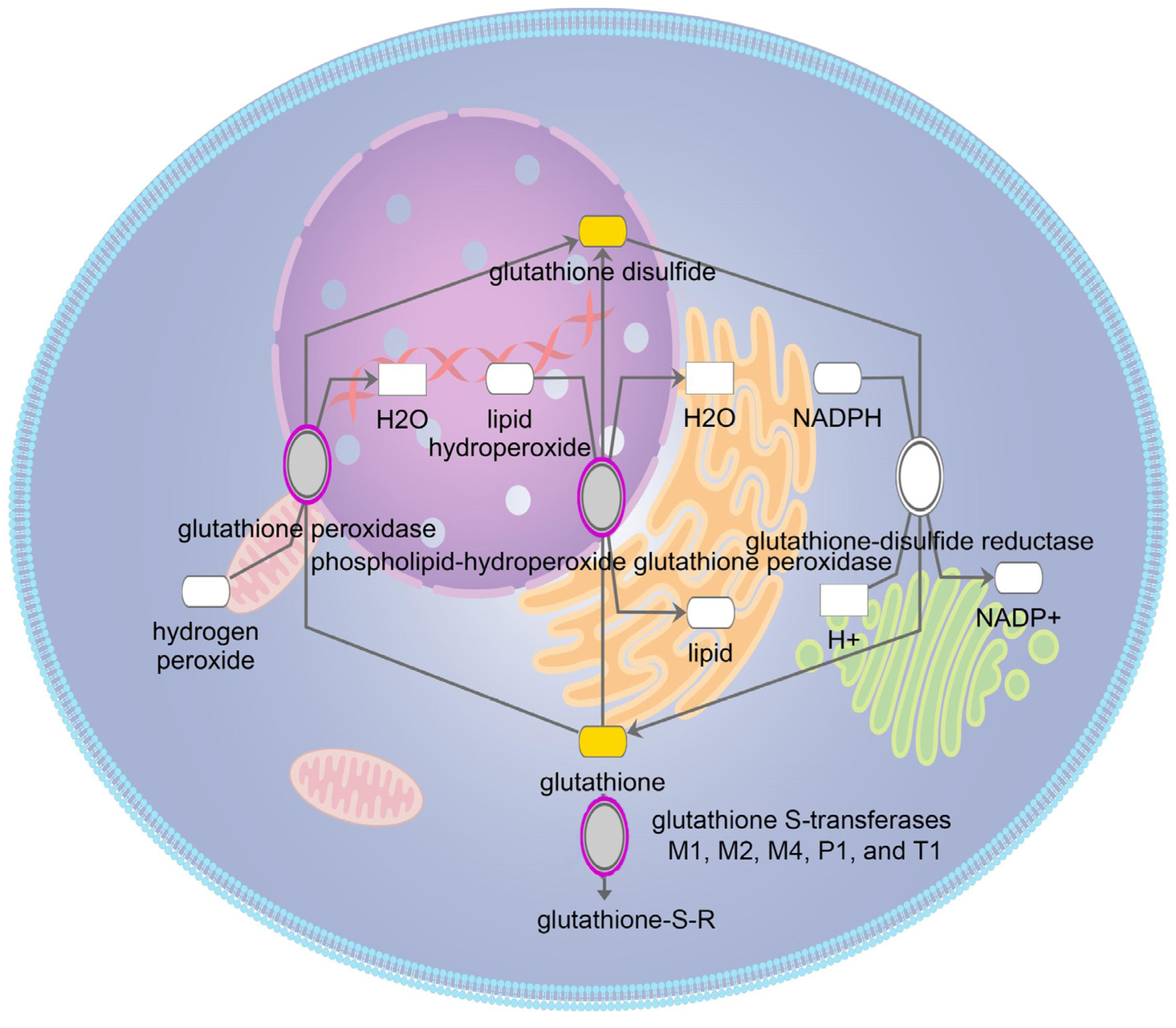 Antioxidants 13 01315 g002