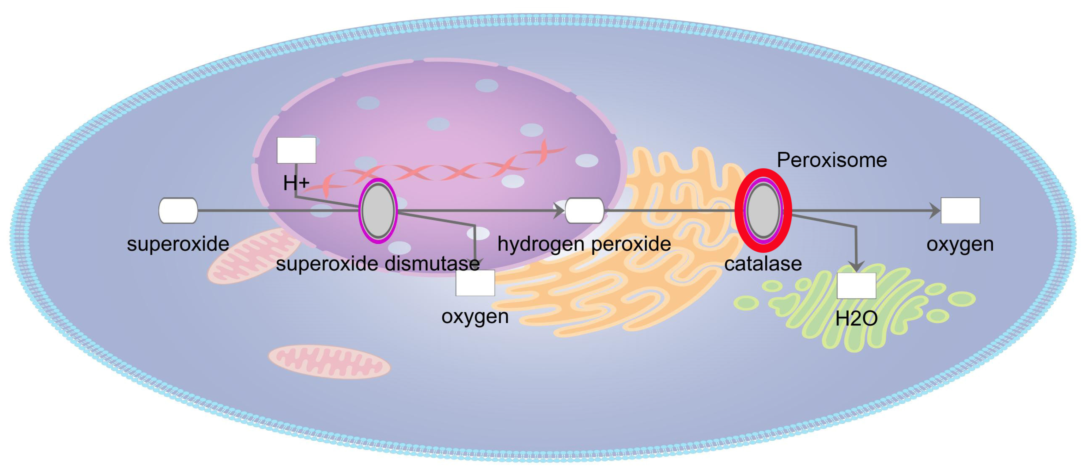 Antioxidants 13 01315 g003