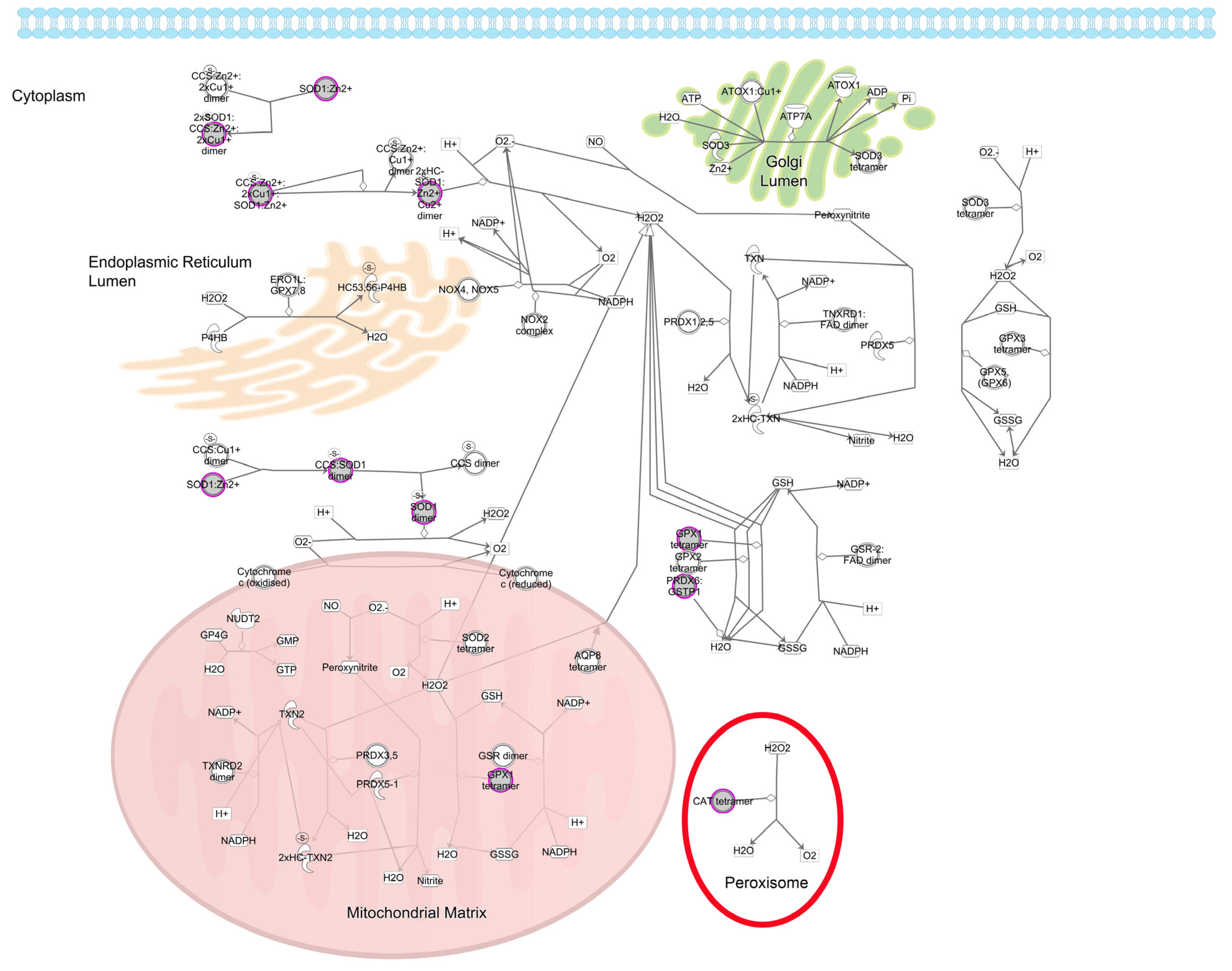Antioxidants 13 01315 g004