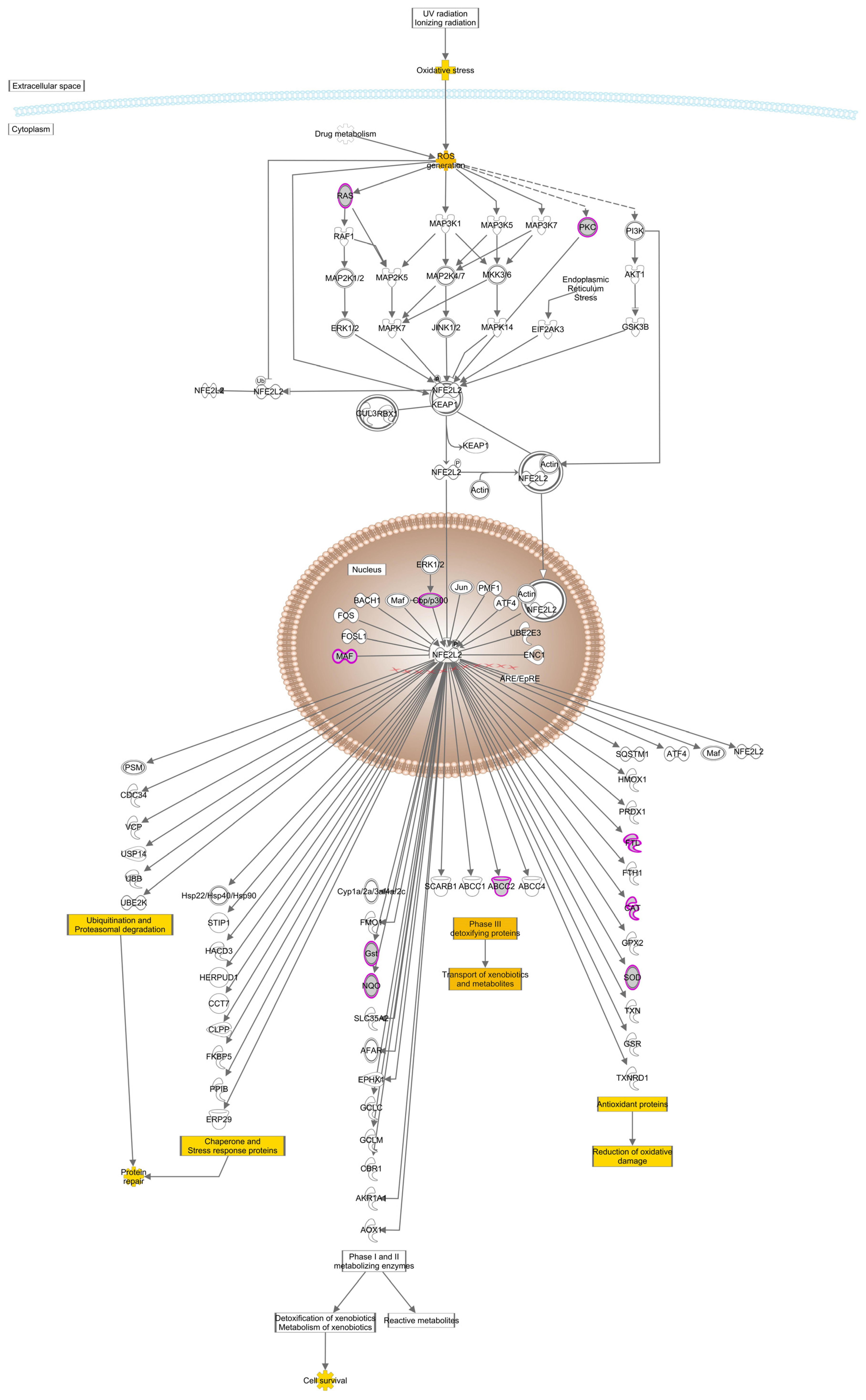 Antioxidants 13 01315 g005