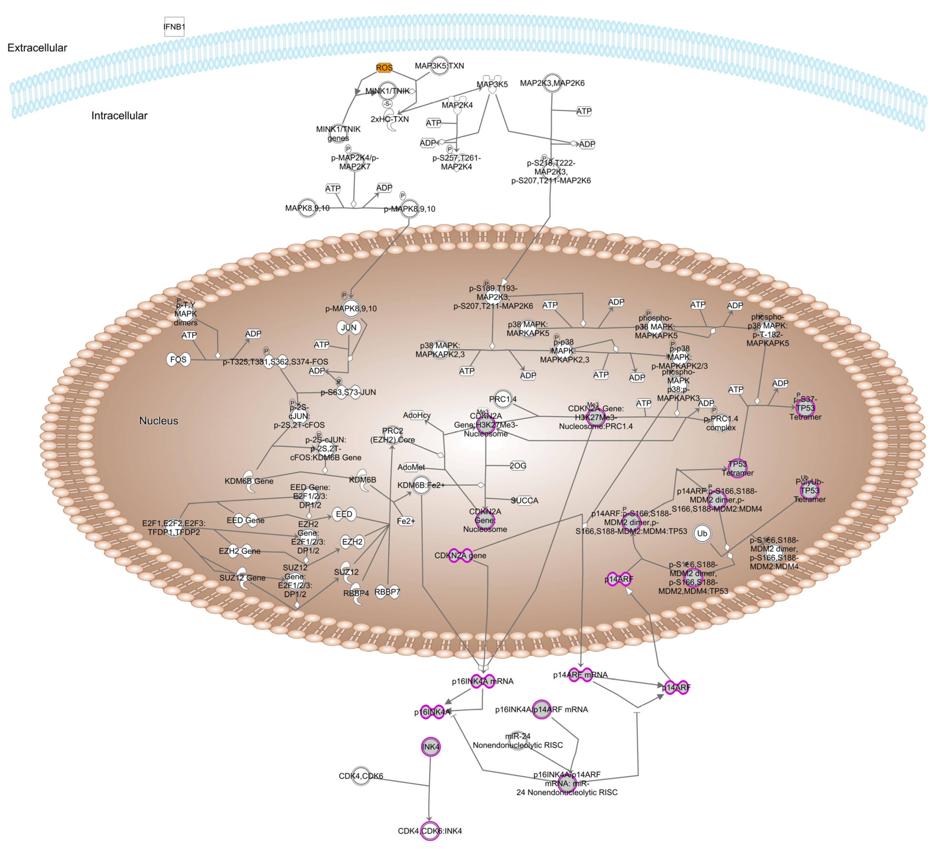 Antioxidants 13 01315 g006