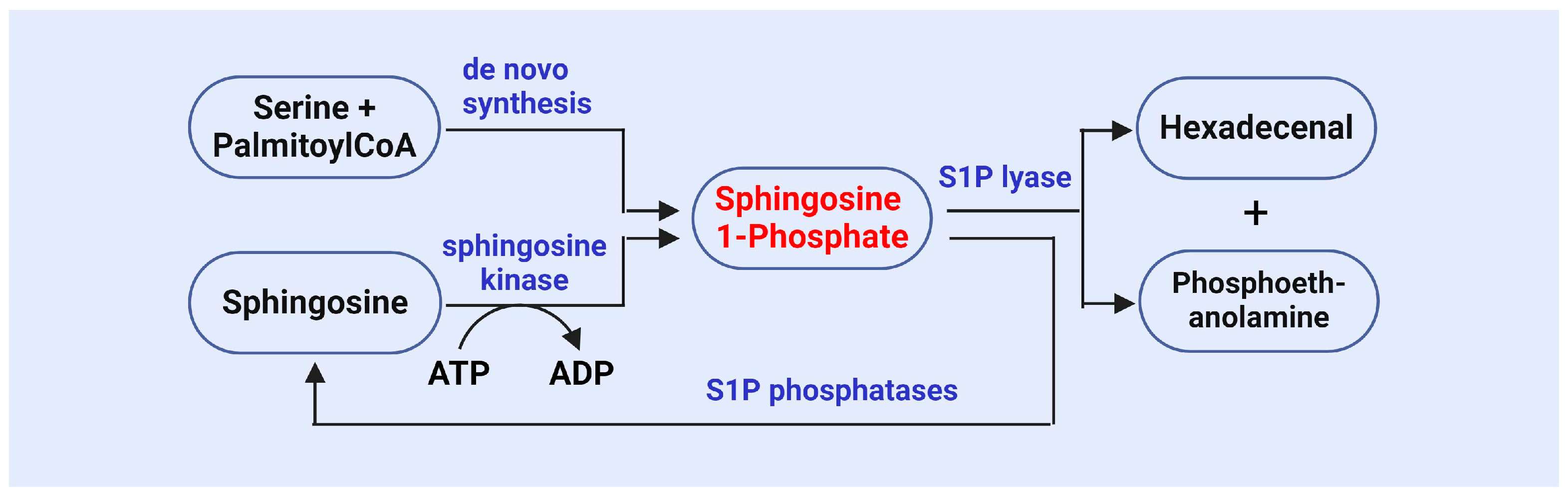 Antioxidants 13 01322 g002