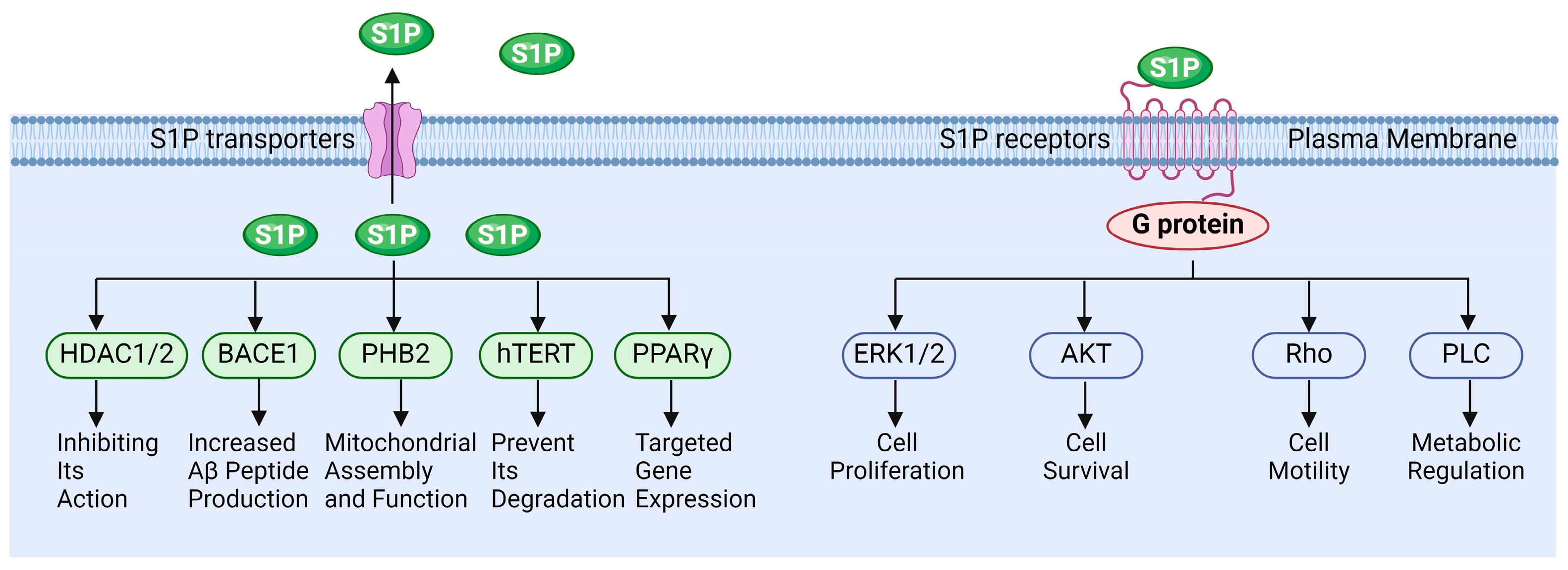 Antioxidants 13 01322 g003