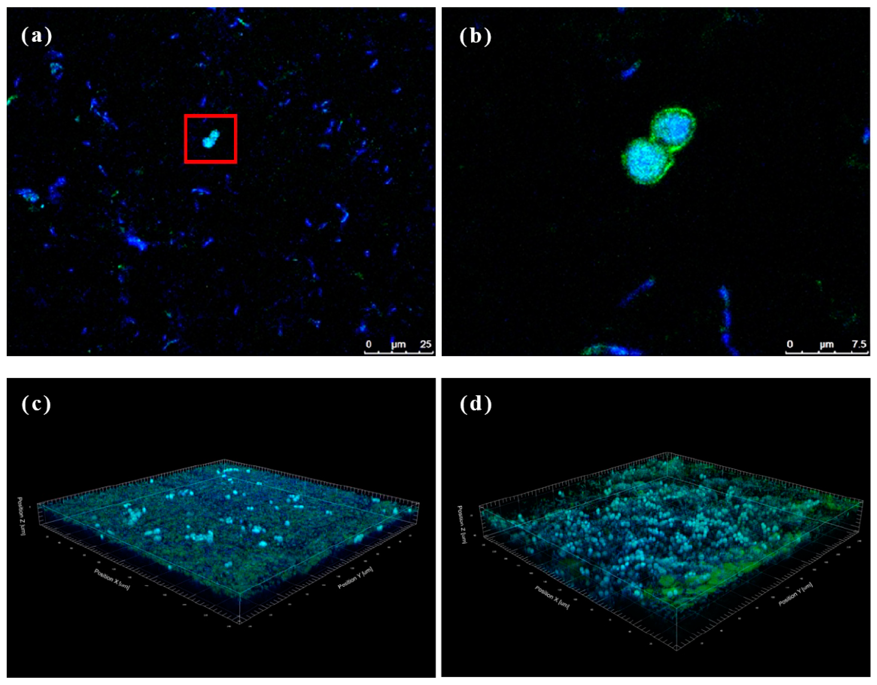 Antioxidants 13 01323 g006