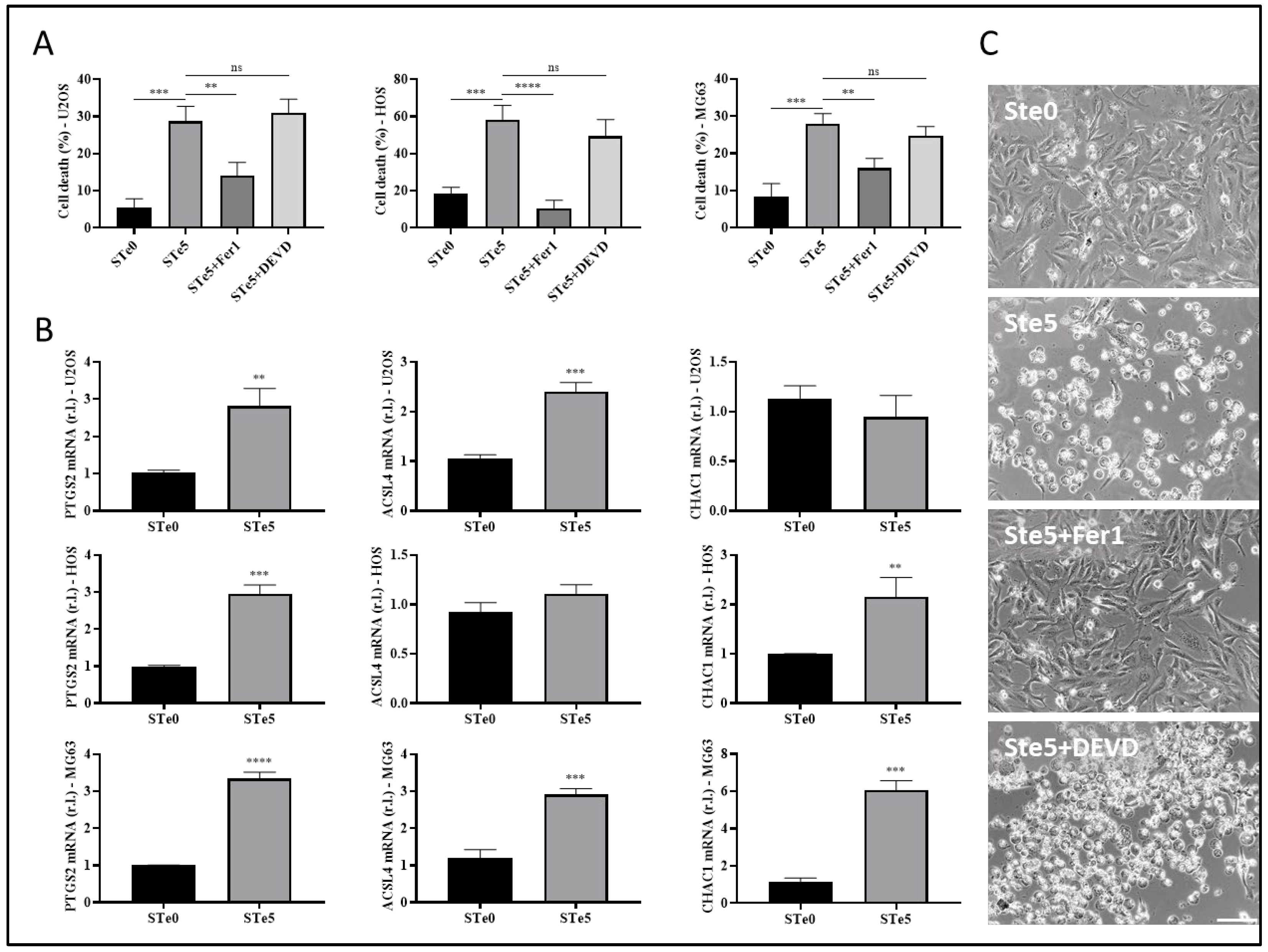 Antioxidants 13 01327 g002