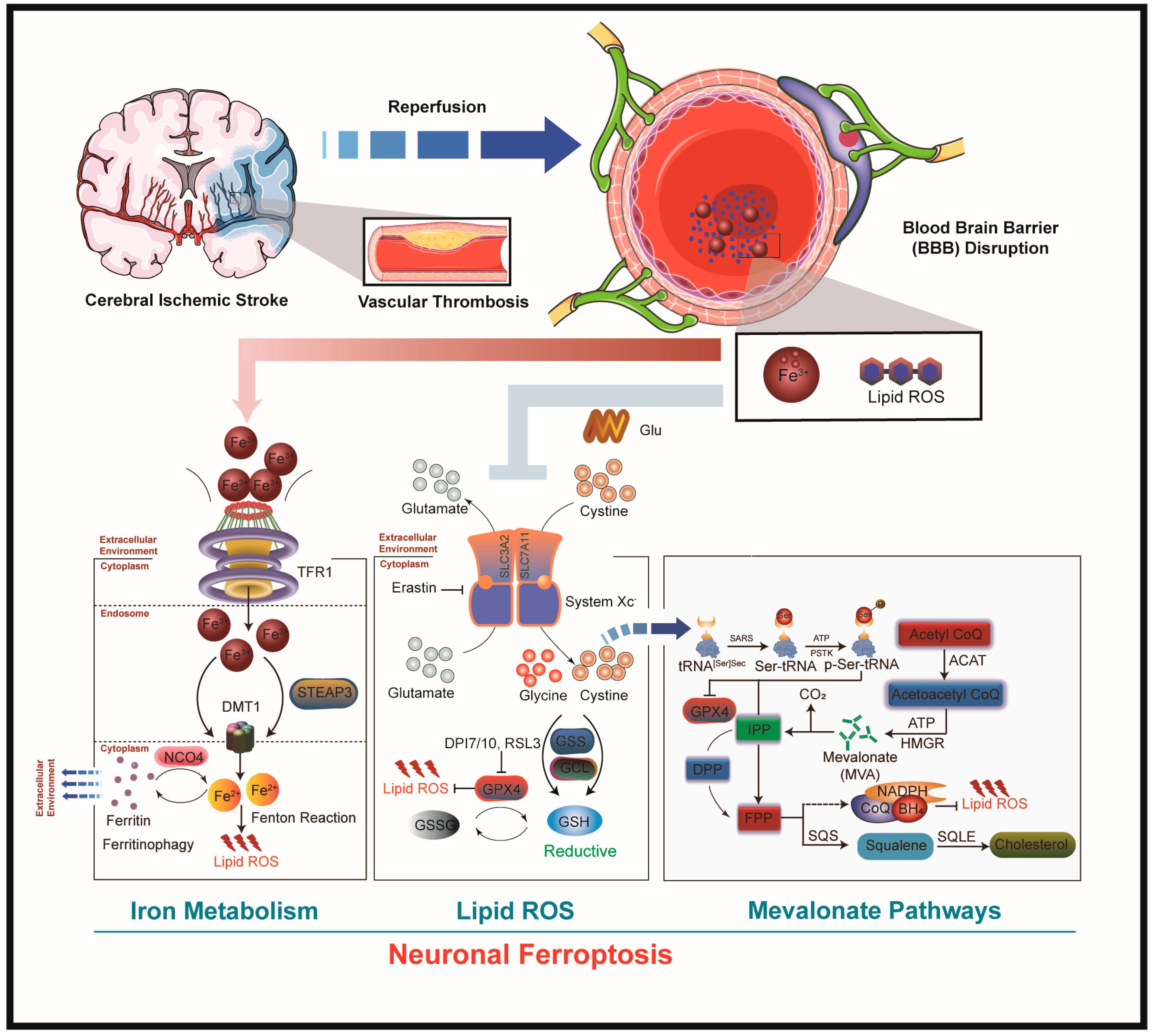 Antioxidants 13 01329 g001 Antioxidants 13 01329 g001