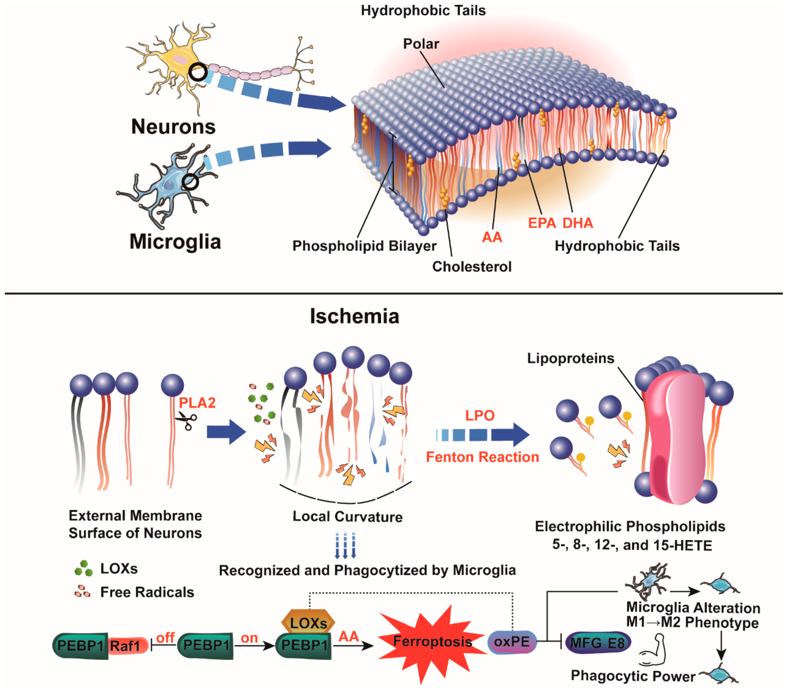 Antioxidants 13 01329 g002 Antioxidants 13 01329 g002