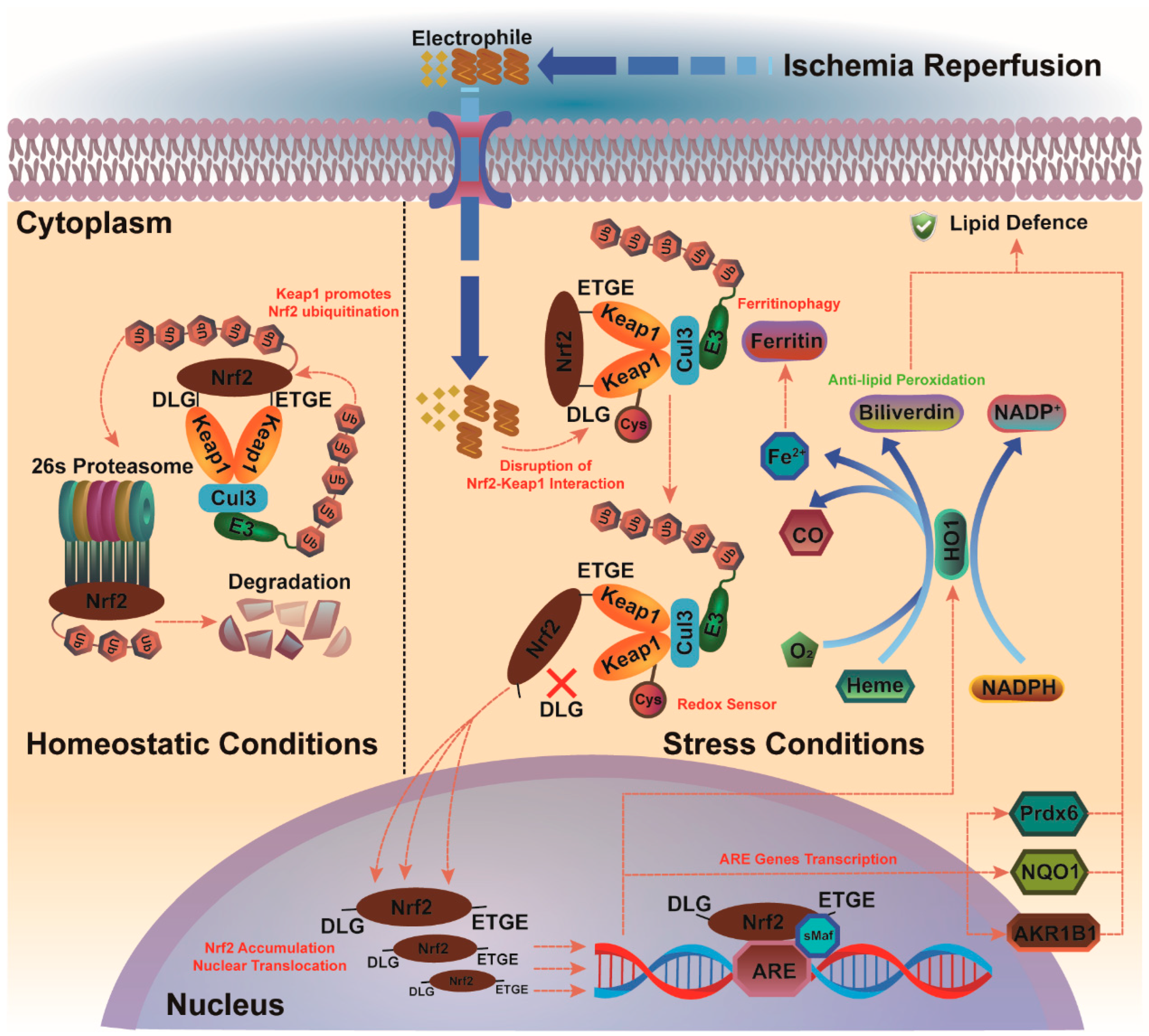 Antioxidants 13 01329 g003 Antioxidants 13 01329 g003