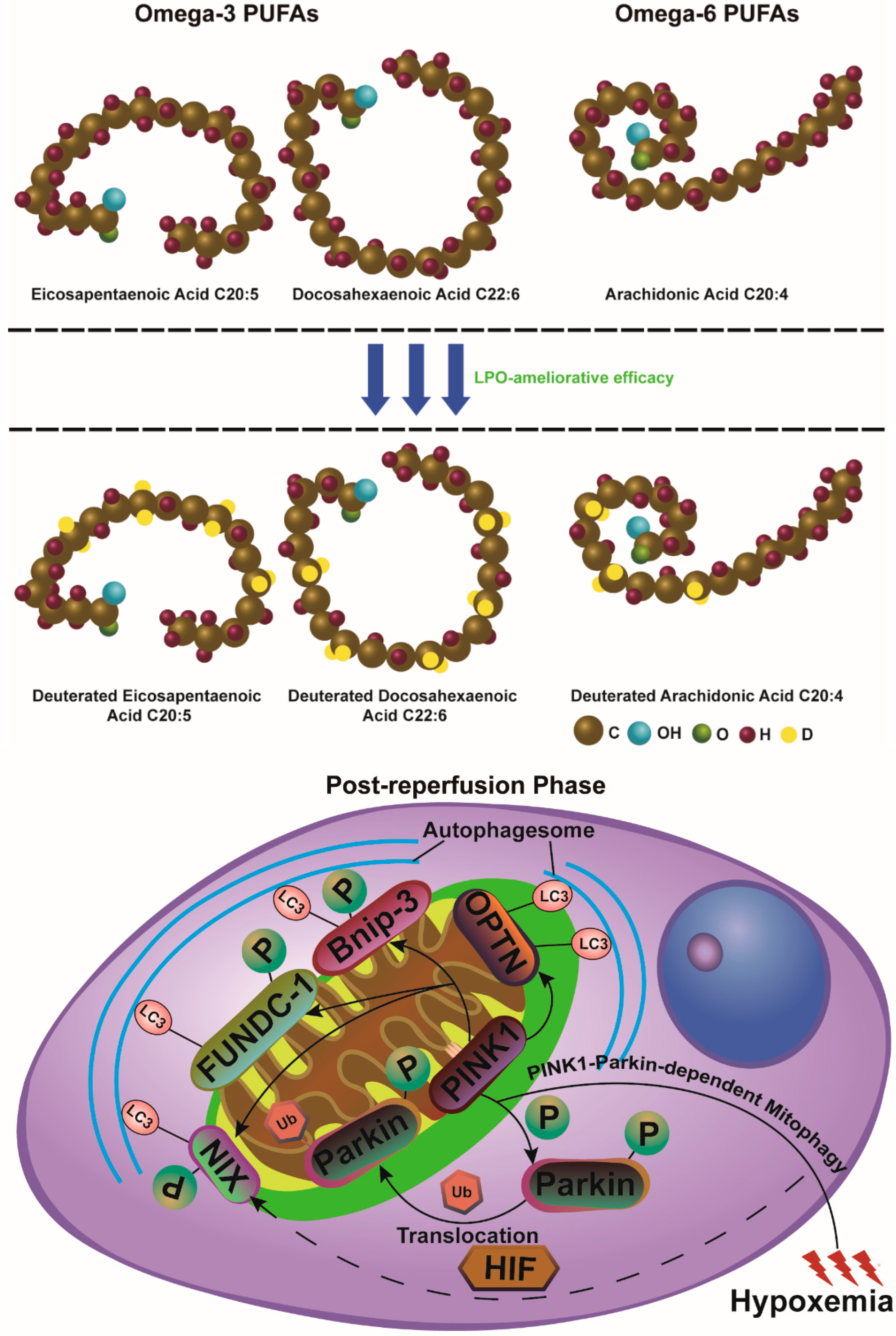 Antioxidants 13 01329 g004 Antioxidants 13 01329 g004