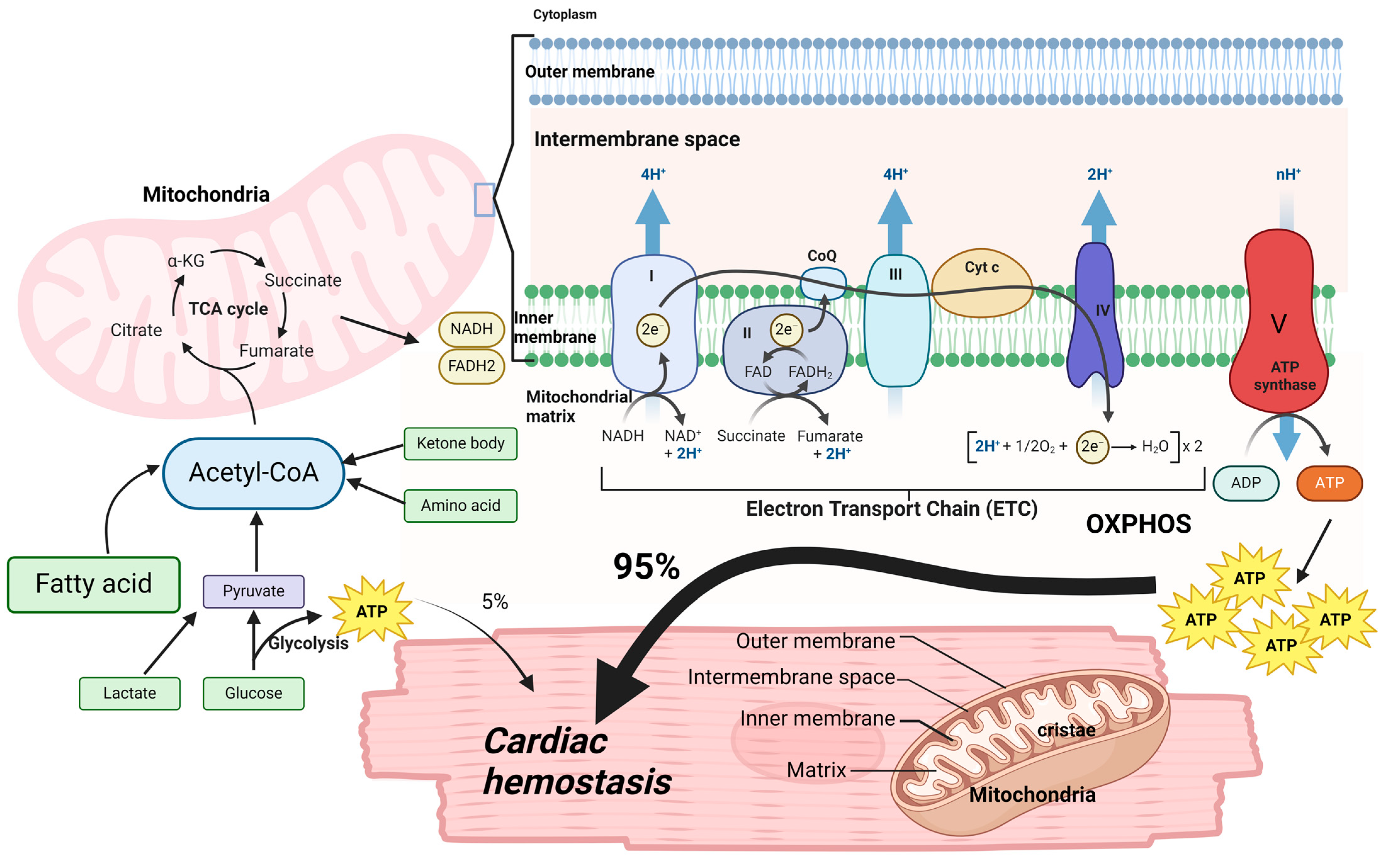 Antioxidants 13 01330 g002 Antioxidants 13 01330 g002