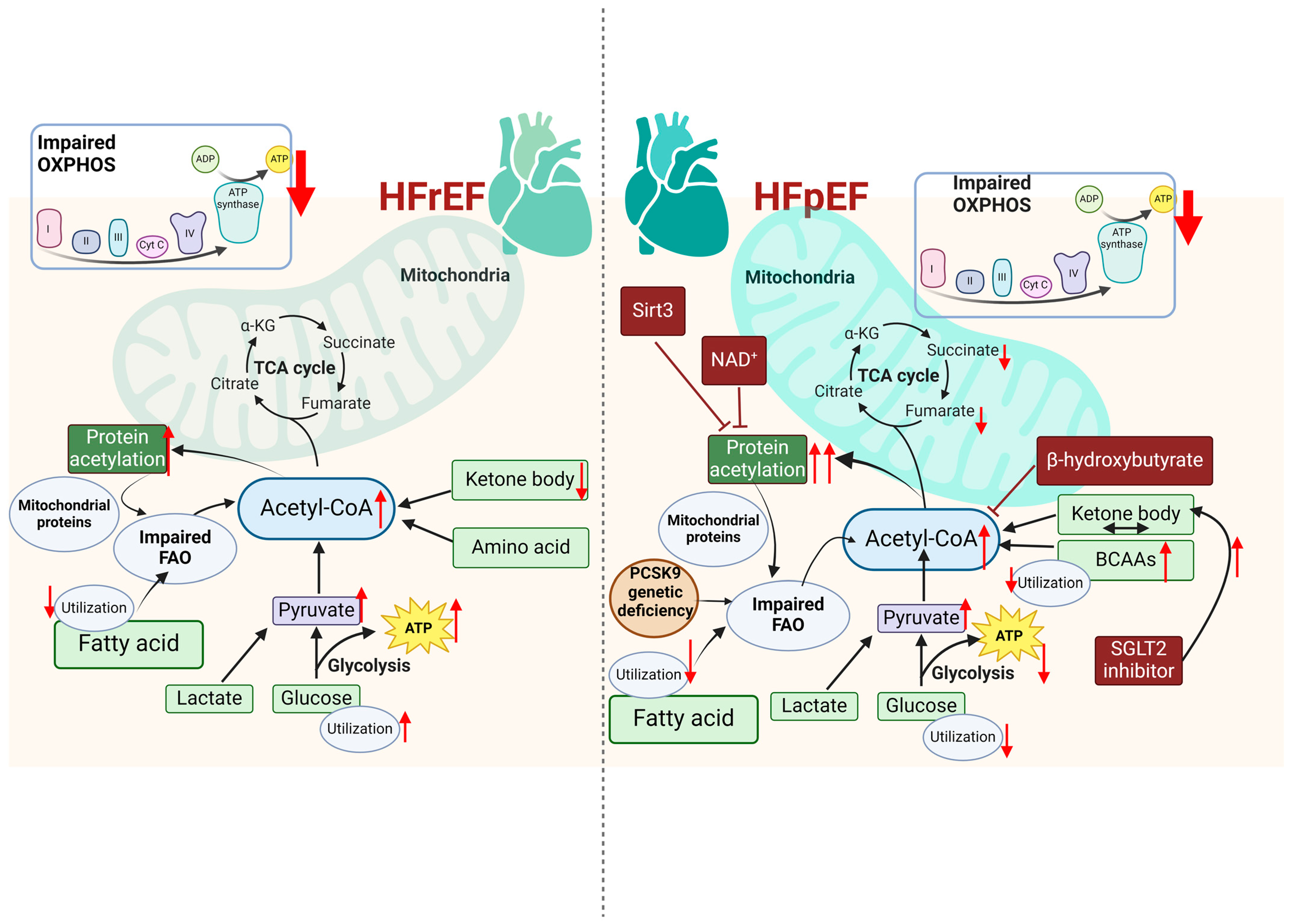 Antioxidants 13 01330 g003 Antioxidants 13 01330 g003