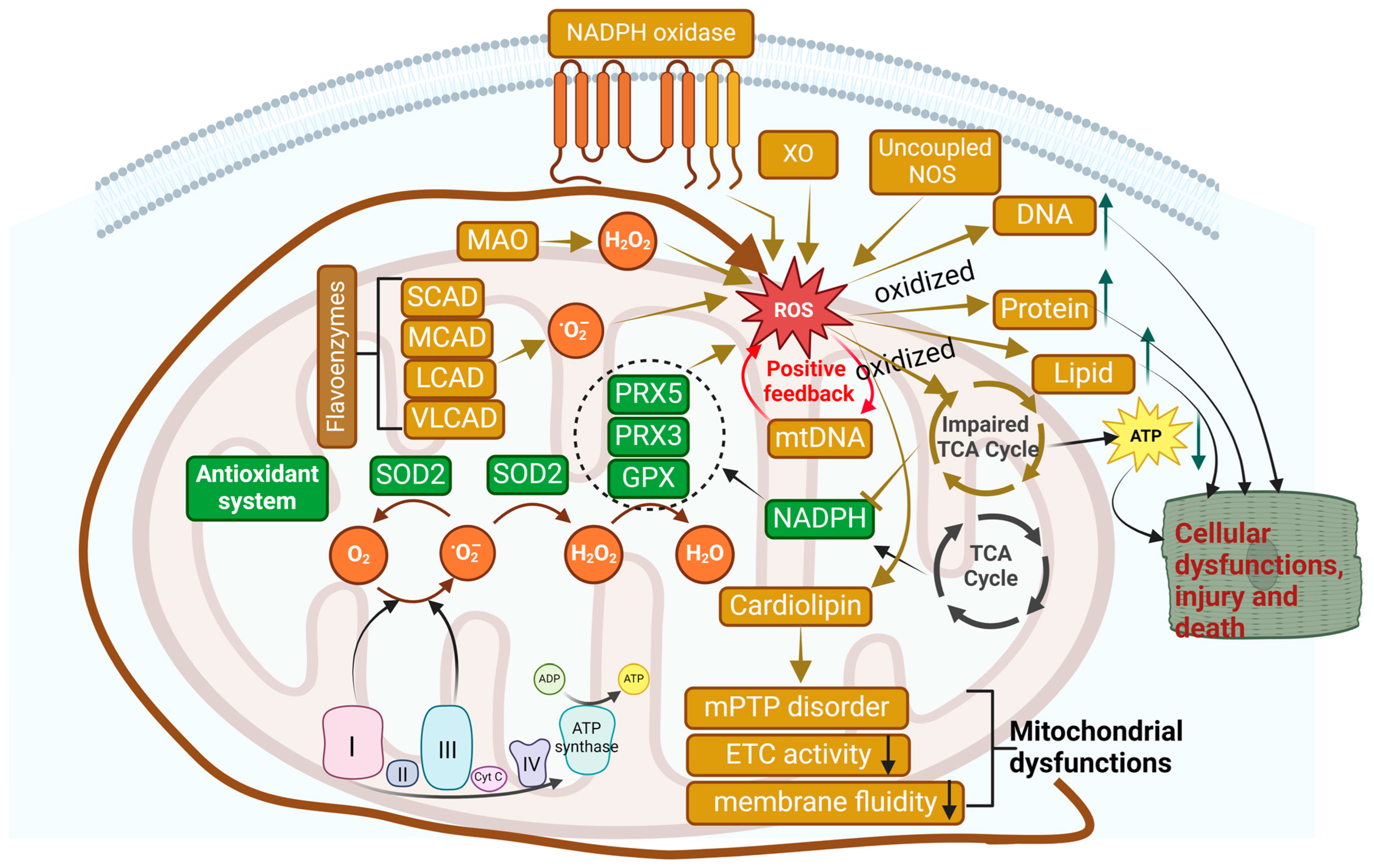 Antioxidants 13 01330 g005 Antioxidants 13 01330 g005