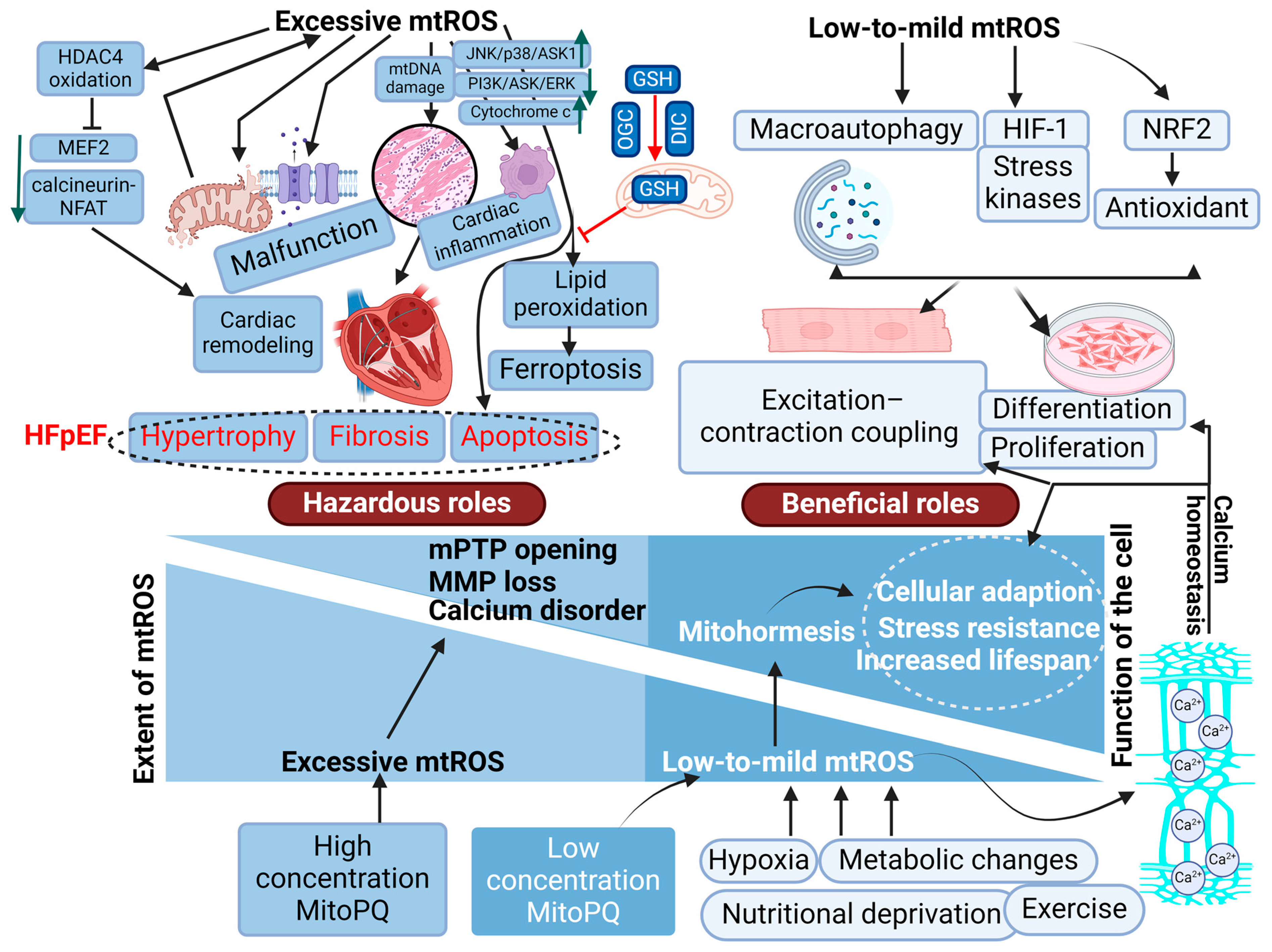 Antioxidants 13 01330 g006 Antioxidants 13 01330 g006