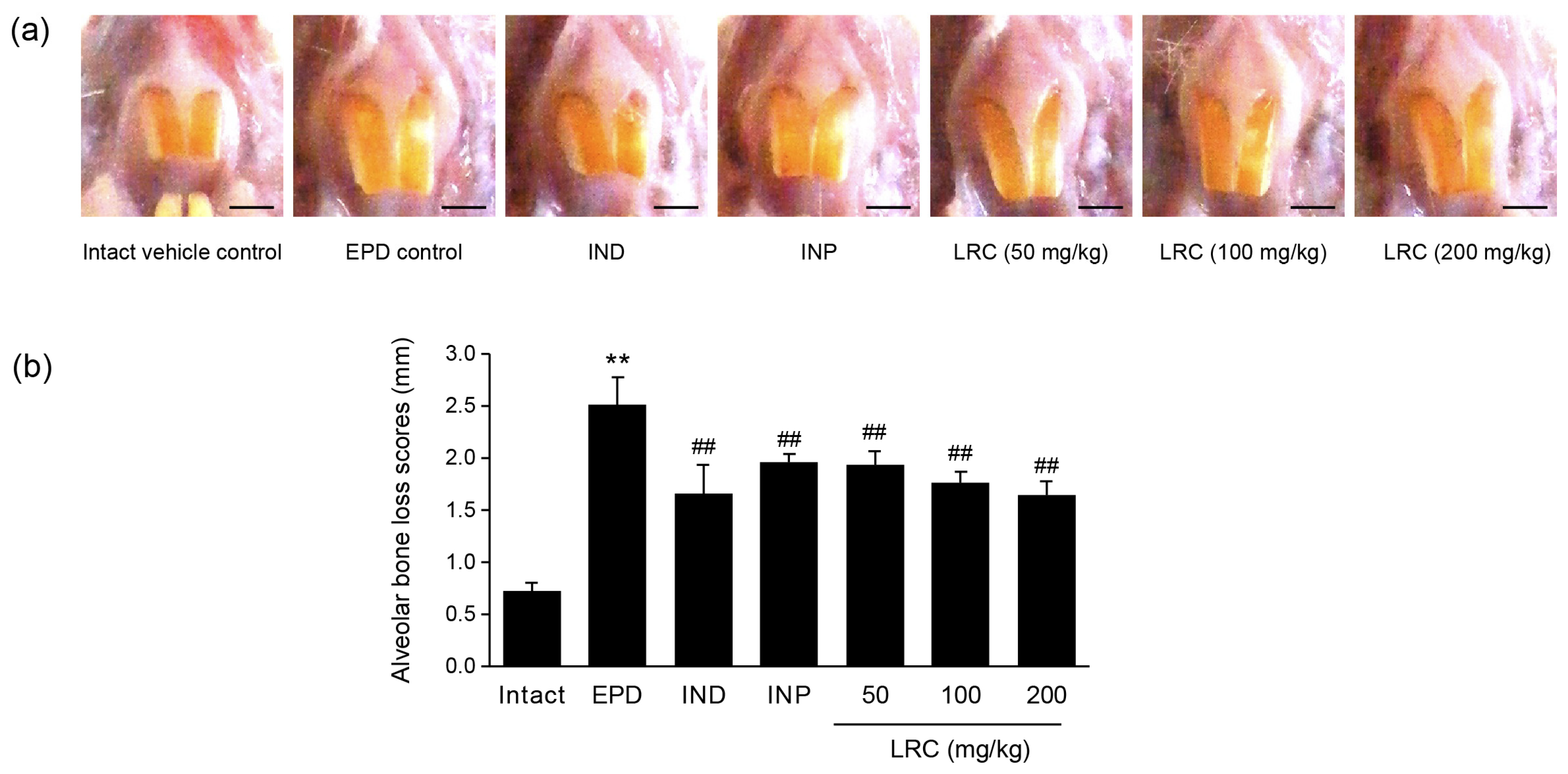 Antioxidants 13 01332 g004 Antioxidants 13 01332 g004