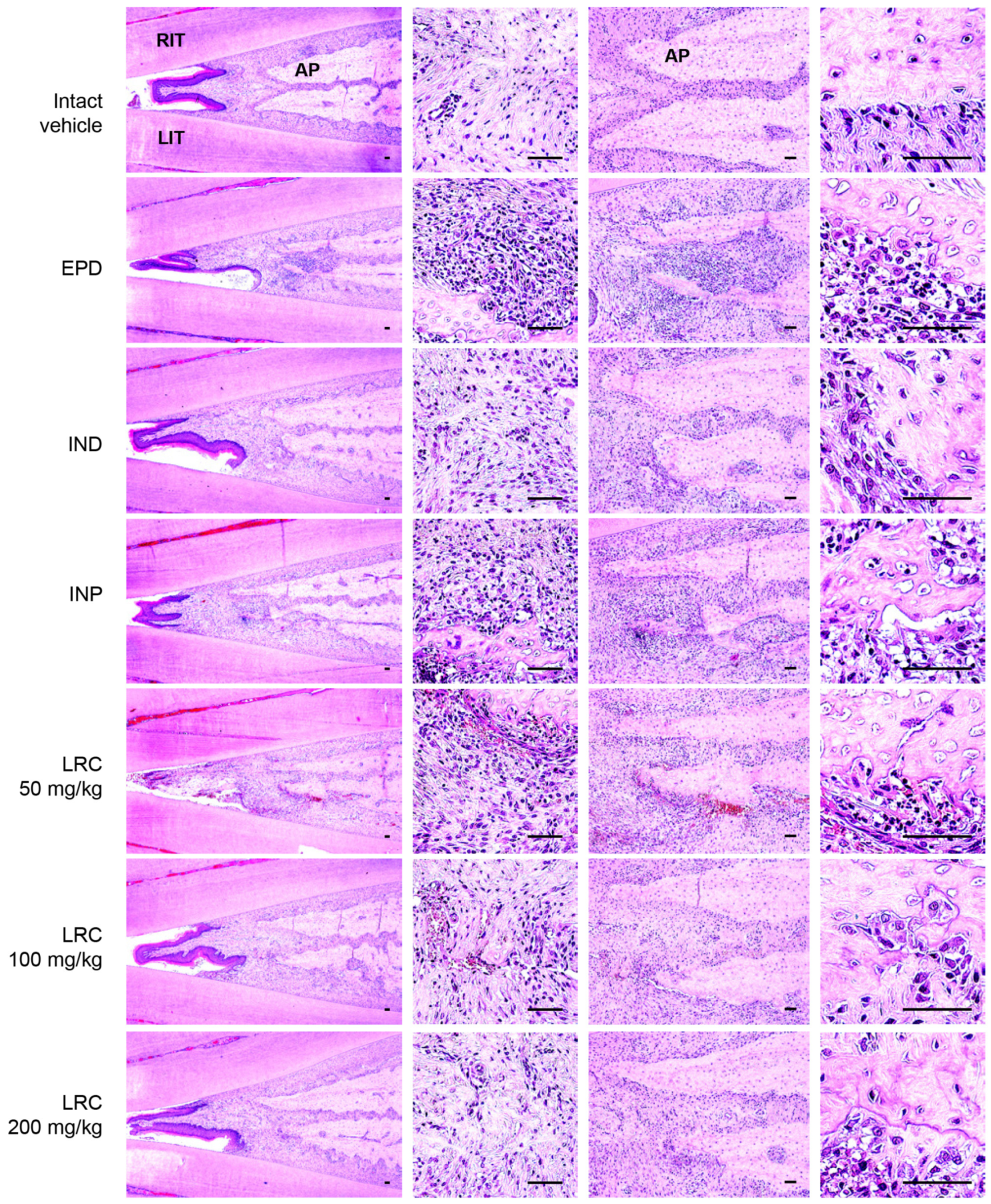 Antioxidants 13 01332 g010 Antioxidants 13 01332 g010