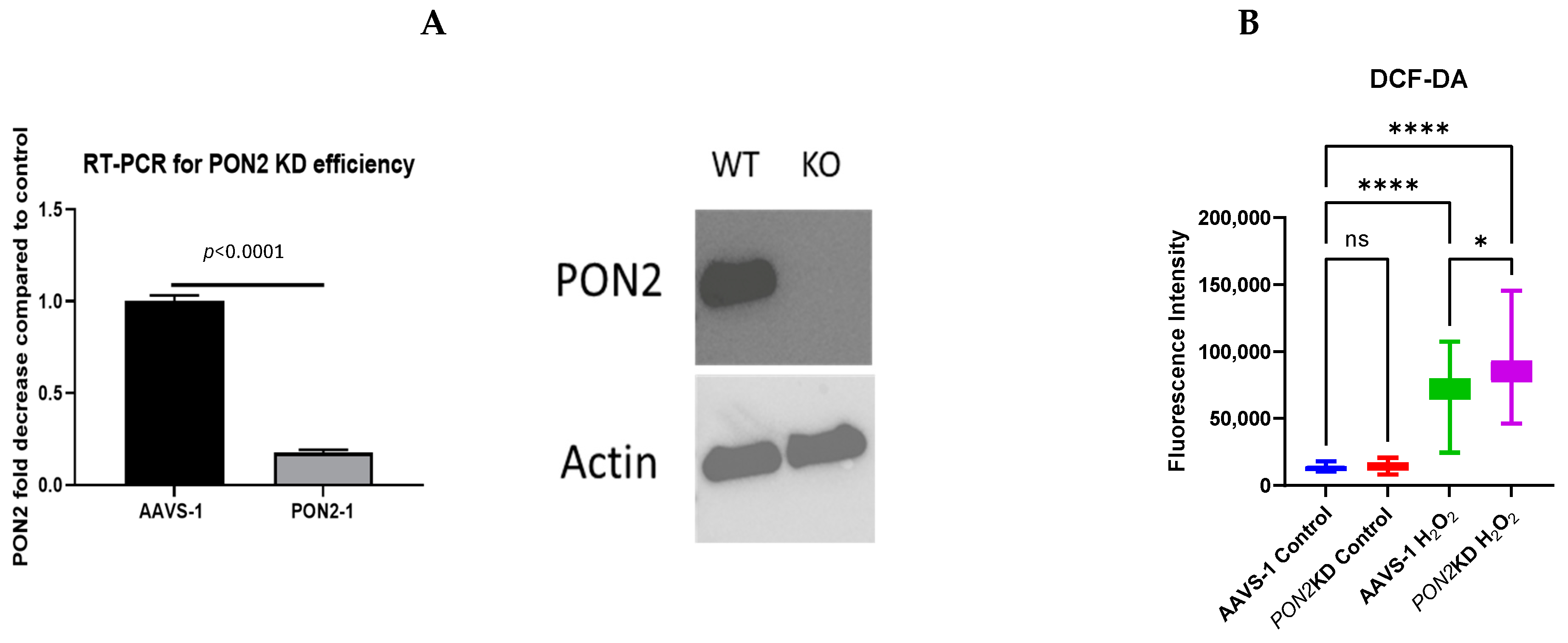 Antioxidants 13 01333 g005