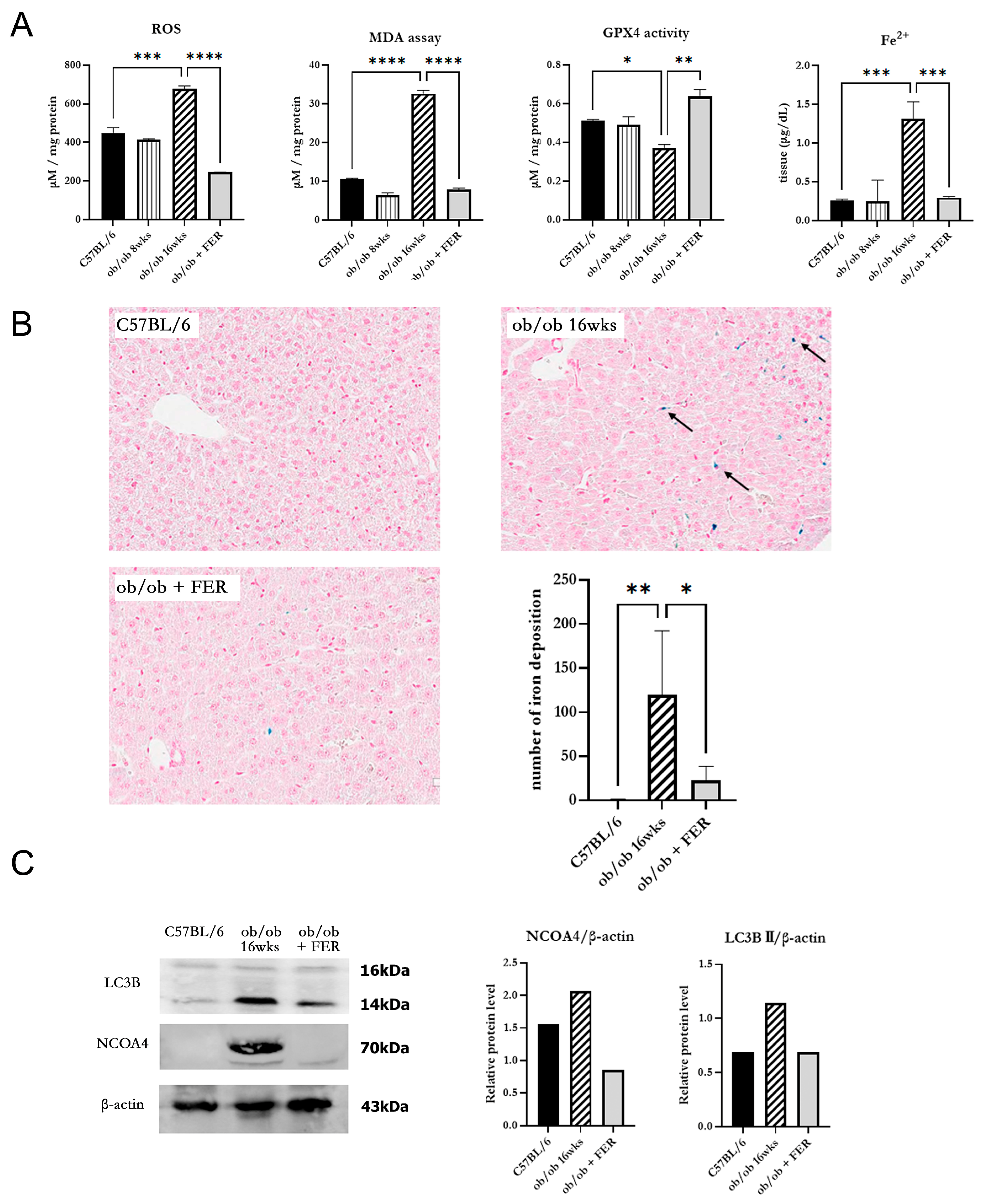 Antioxidants 13 01336 g003