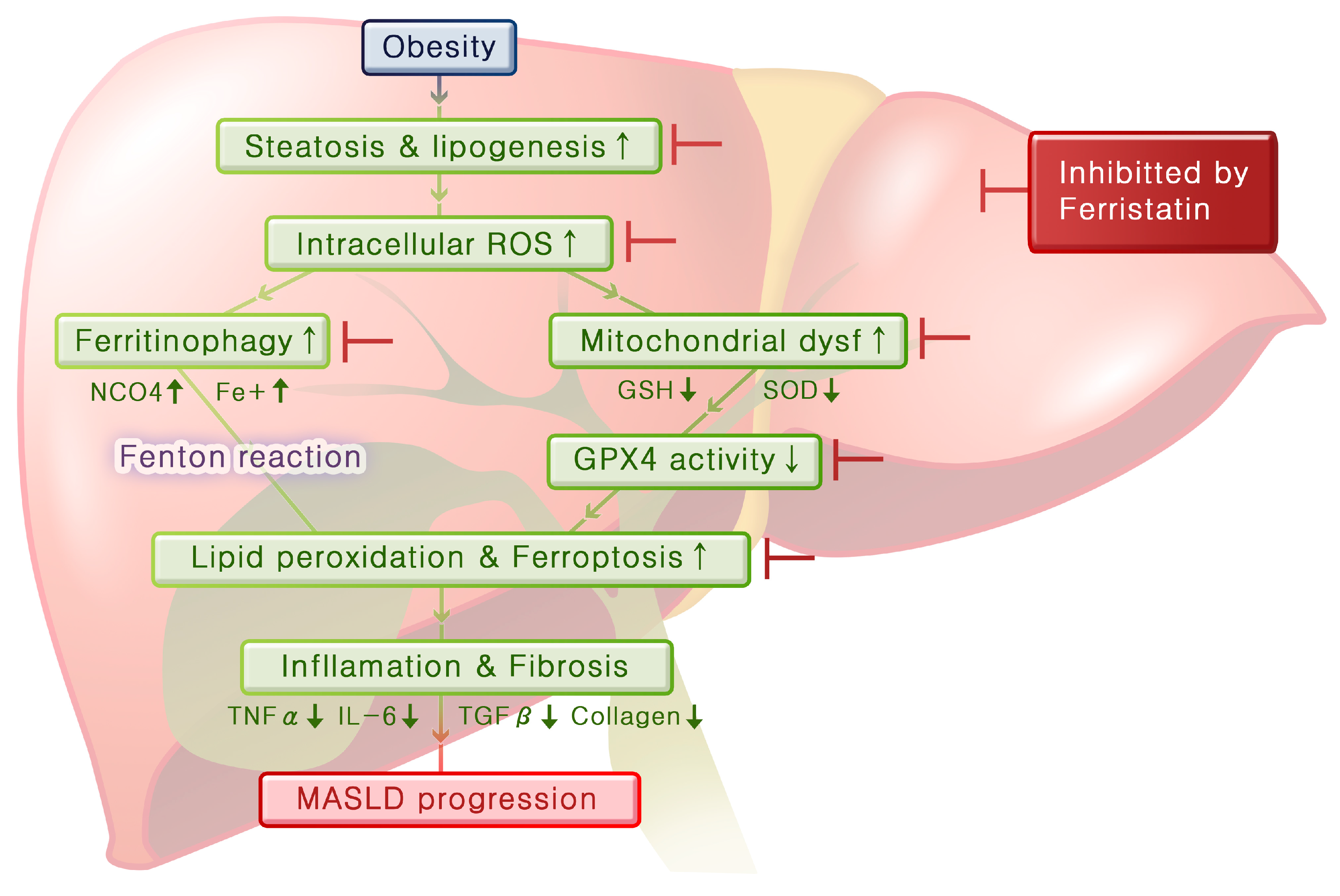 Antioxidants 13 01336 g007