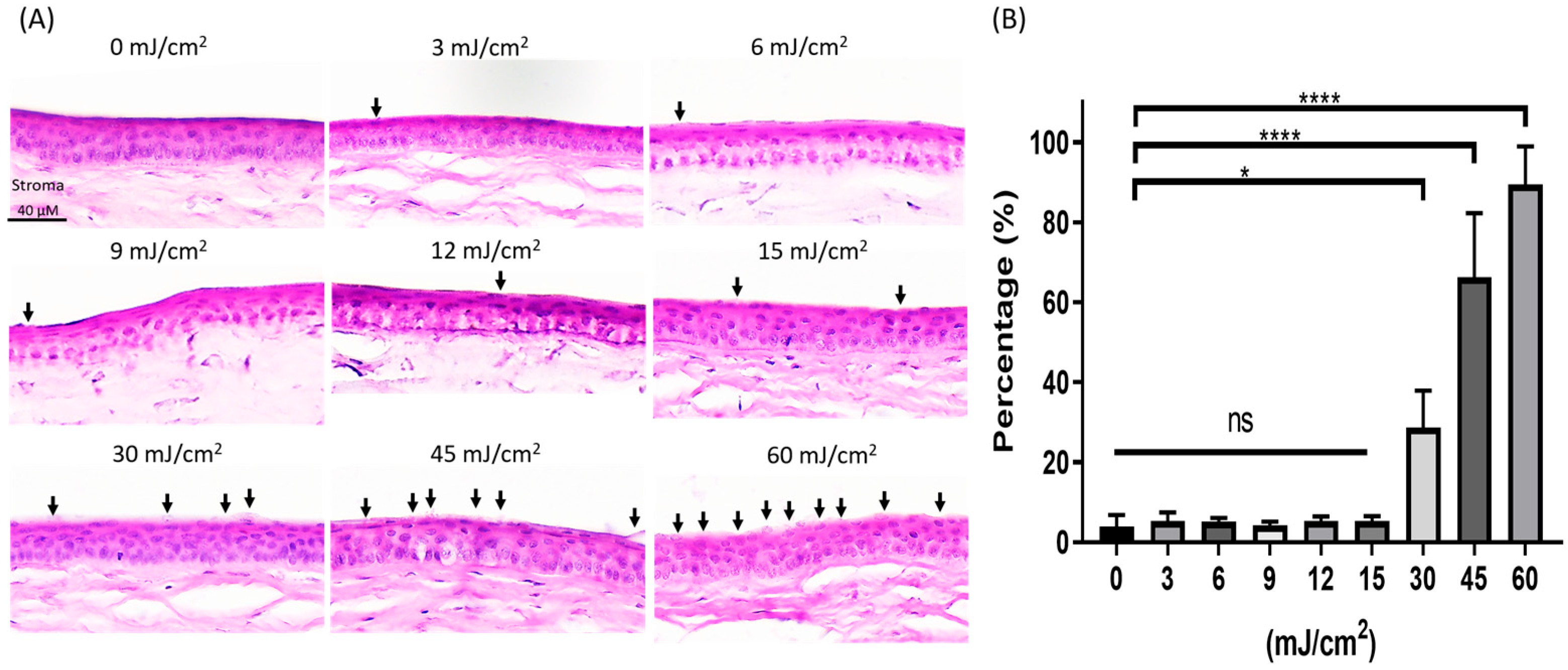 Antioxidants 13 01344 g001