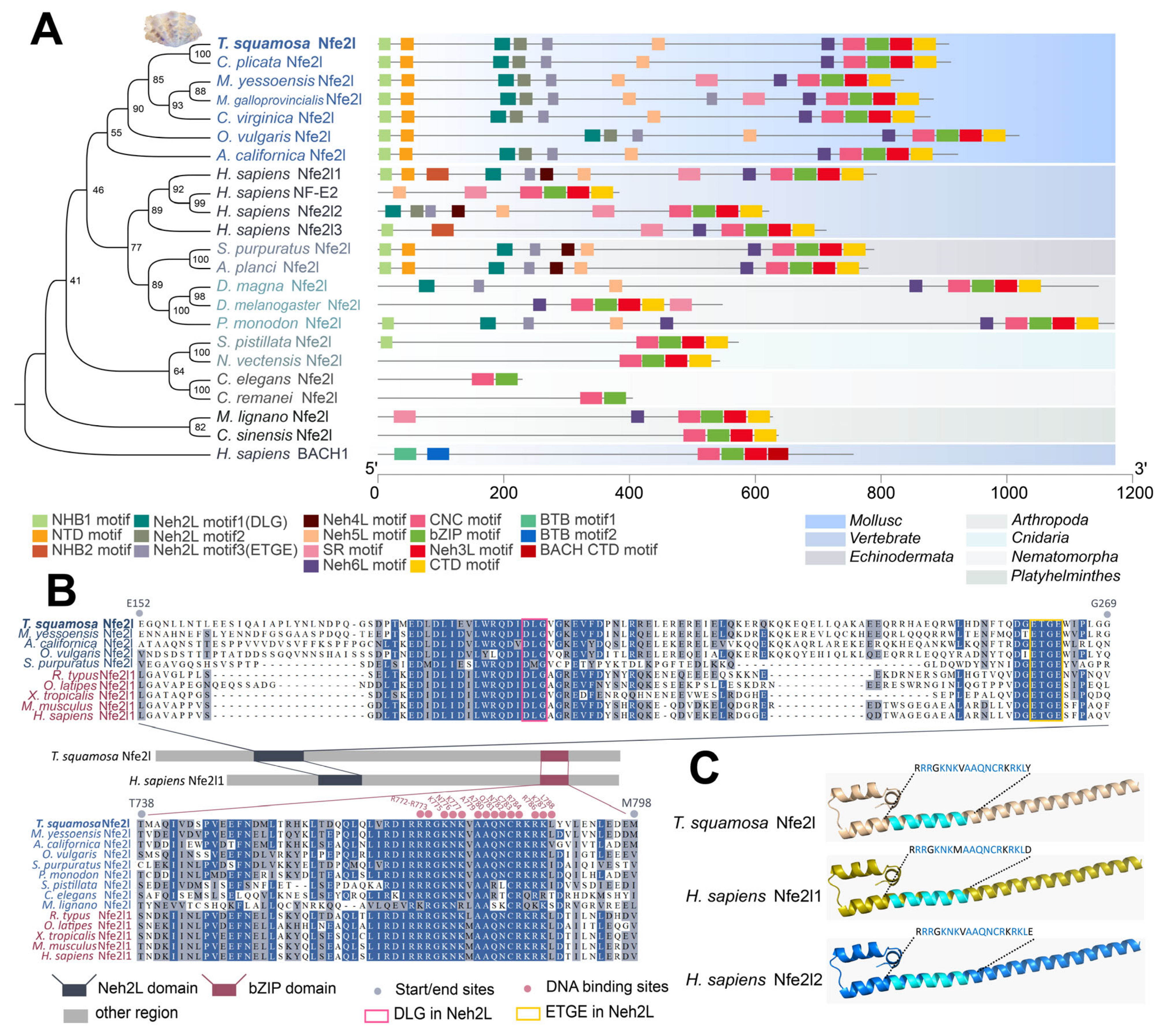 Antioxidants 13 01351 g001