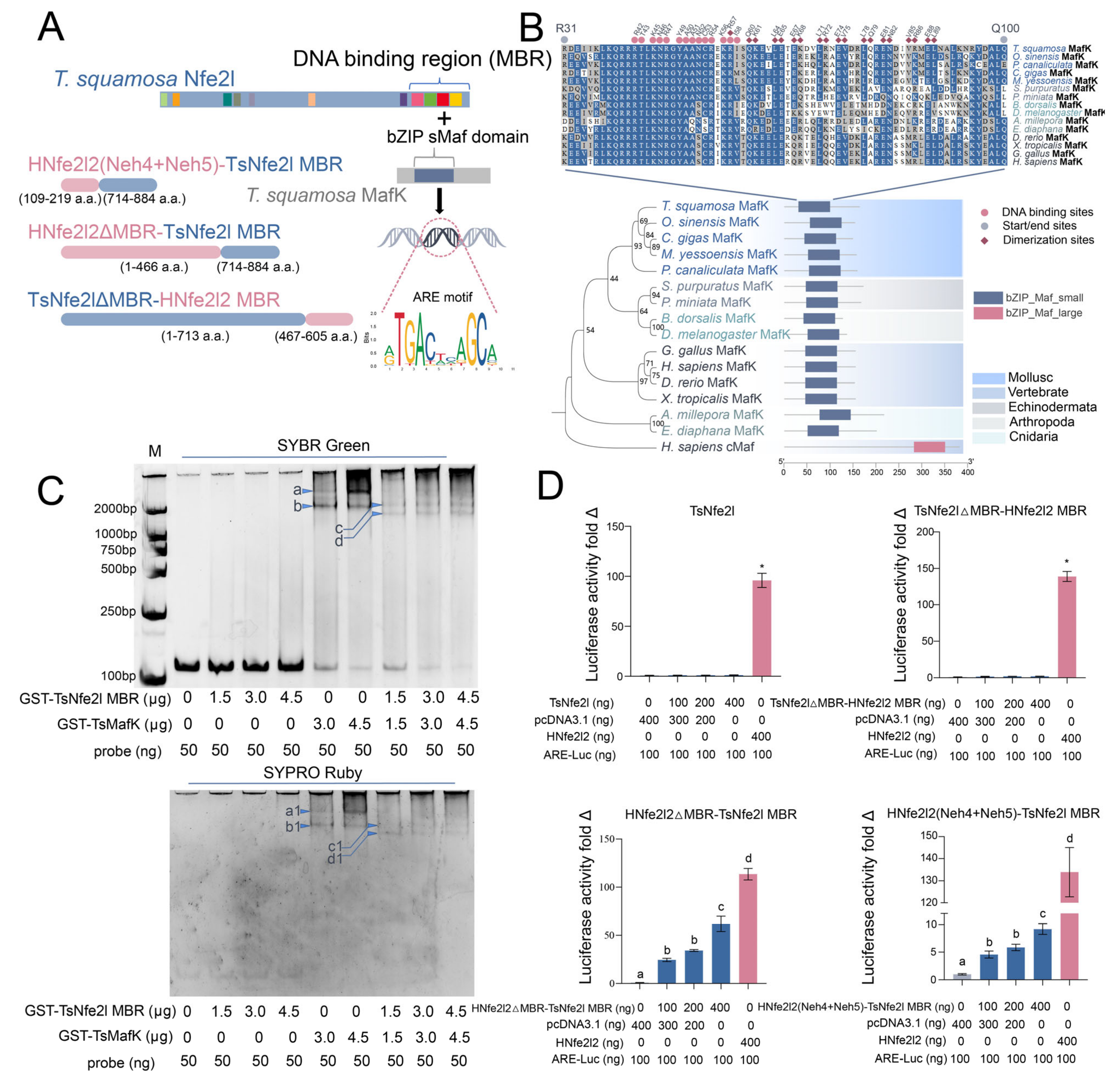 Antioxidants 13 01351 g002